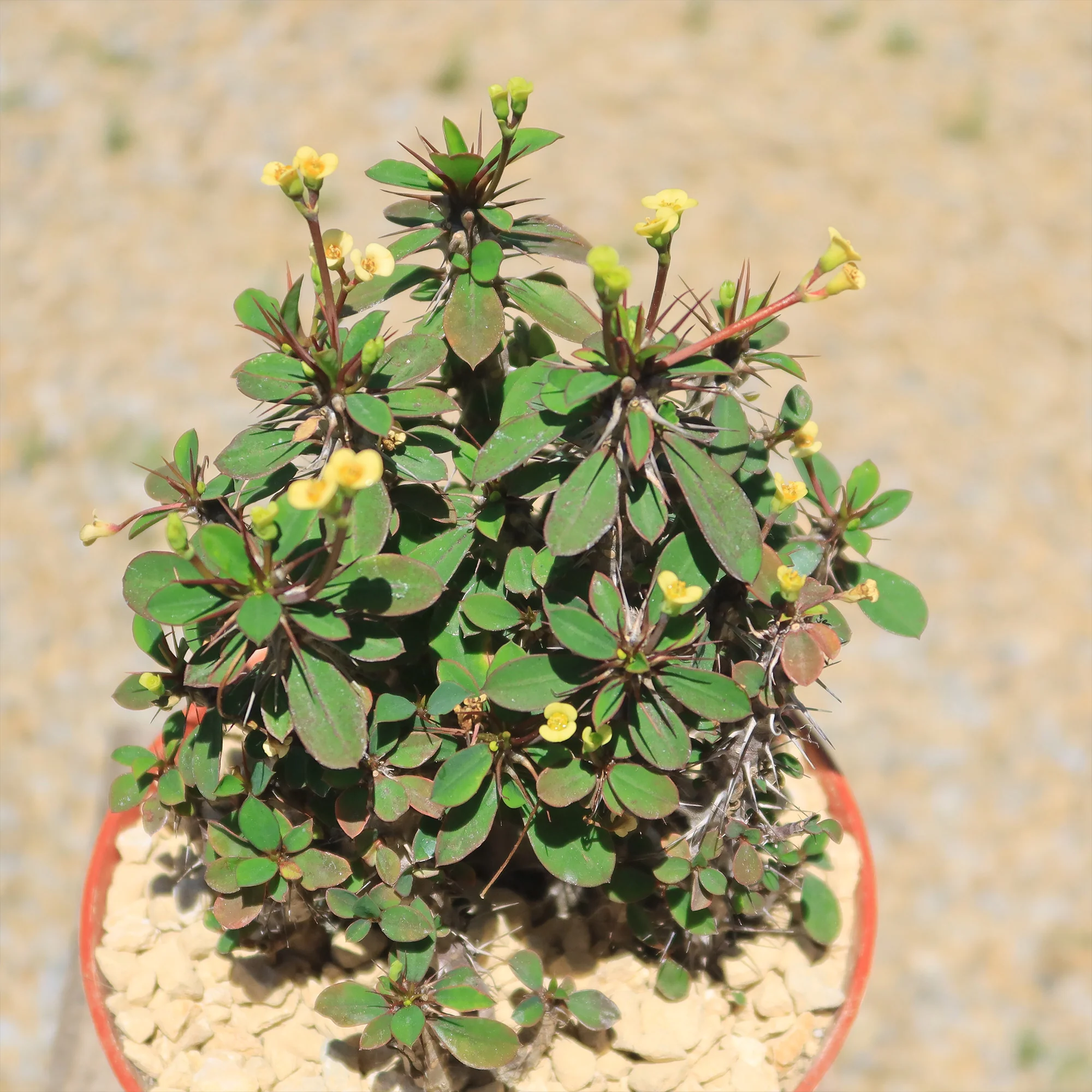 Euphorbia milii Yellow �C Crown of Thorns
