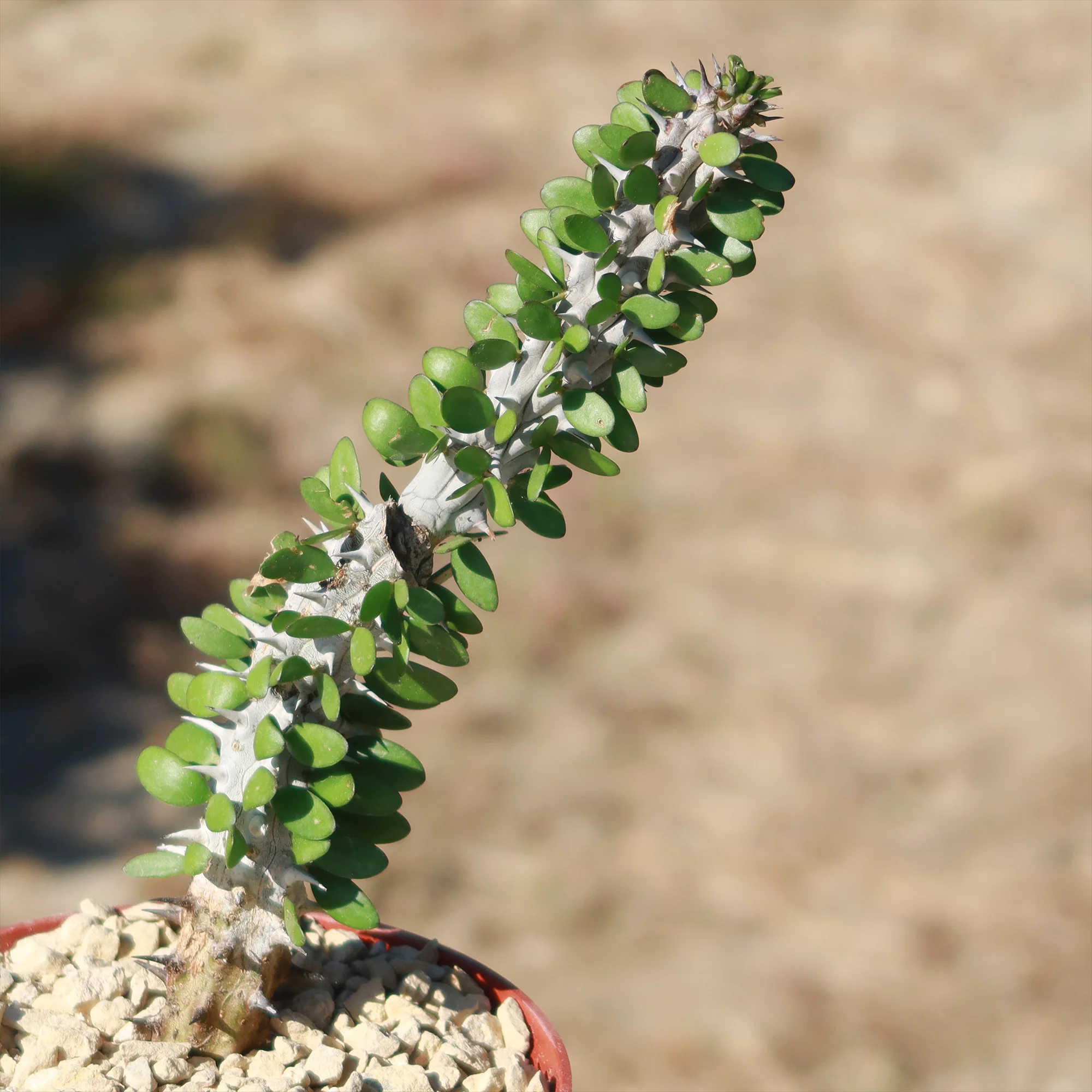 Madagascar ocotillo 'Alluaudia procera'