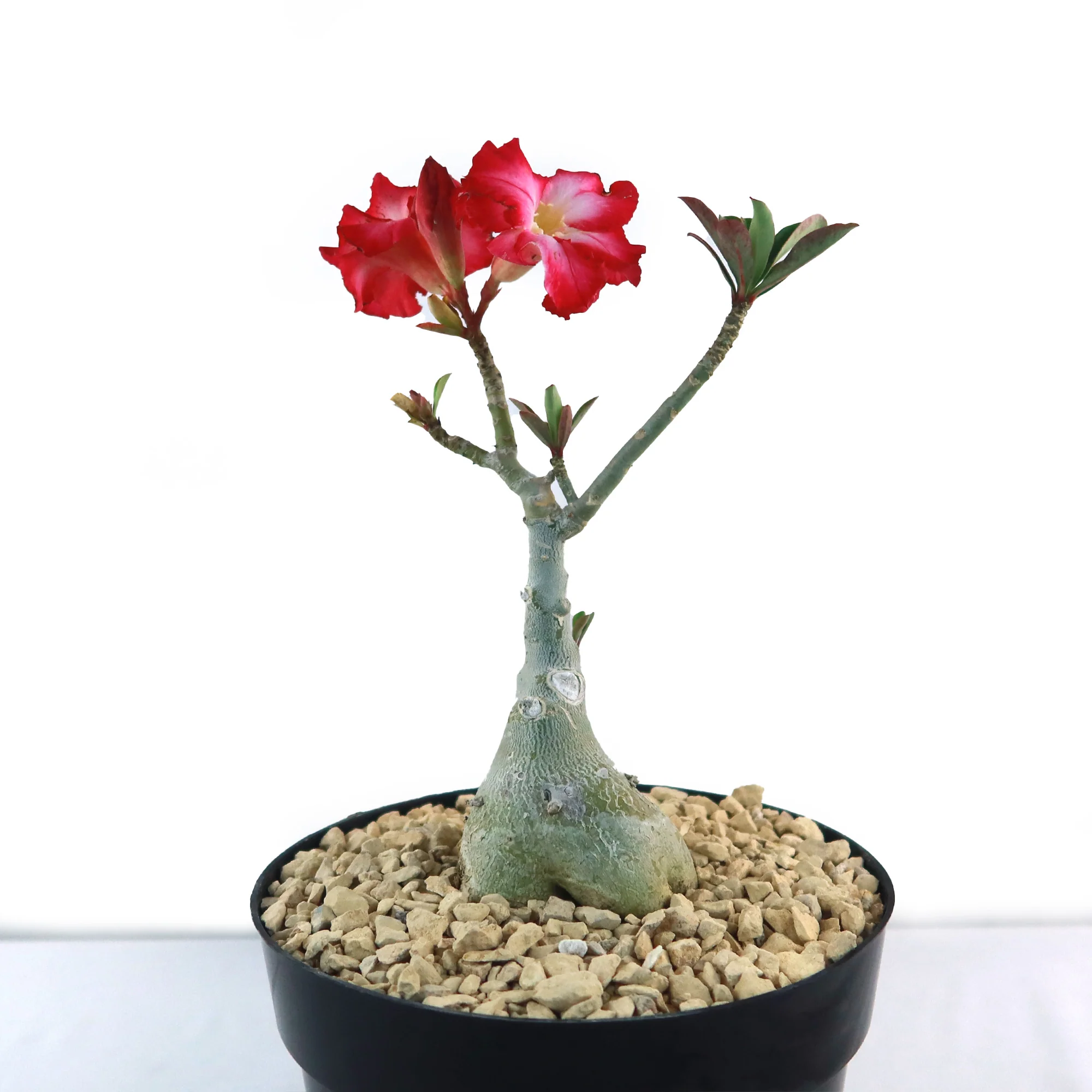 Desert Rose 'Adenium obesum'