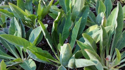 Euphorbia bupleurifolia