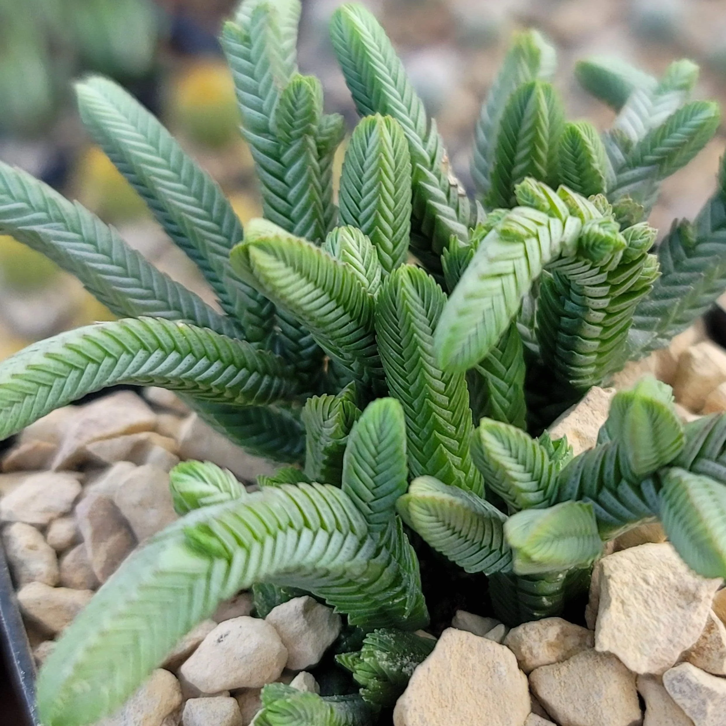 Pagoda Mini Jade ��Crassula pyramidalis��