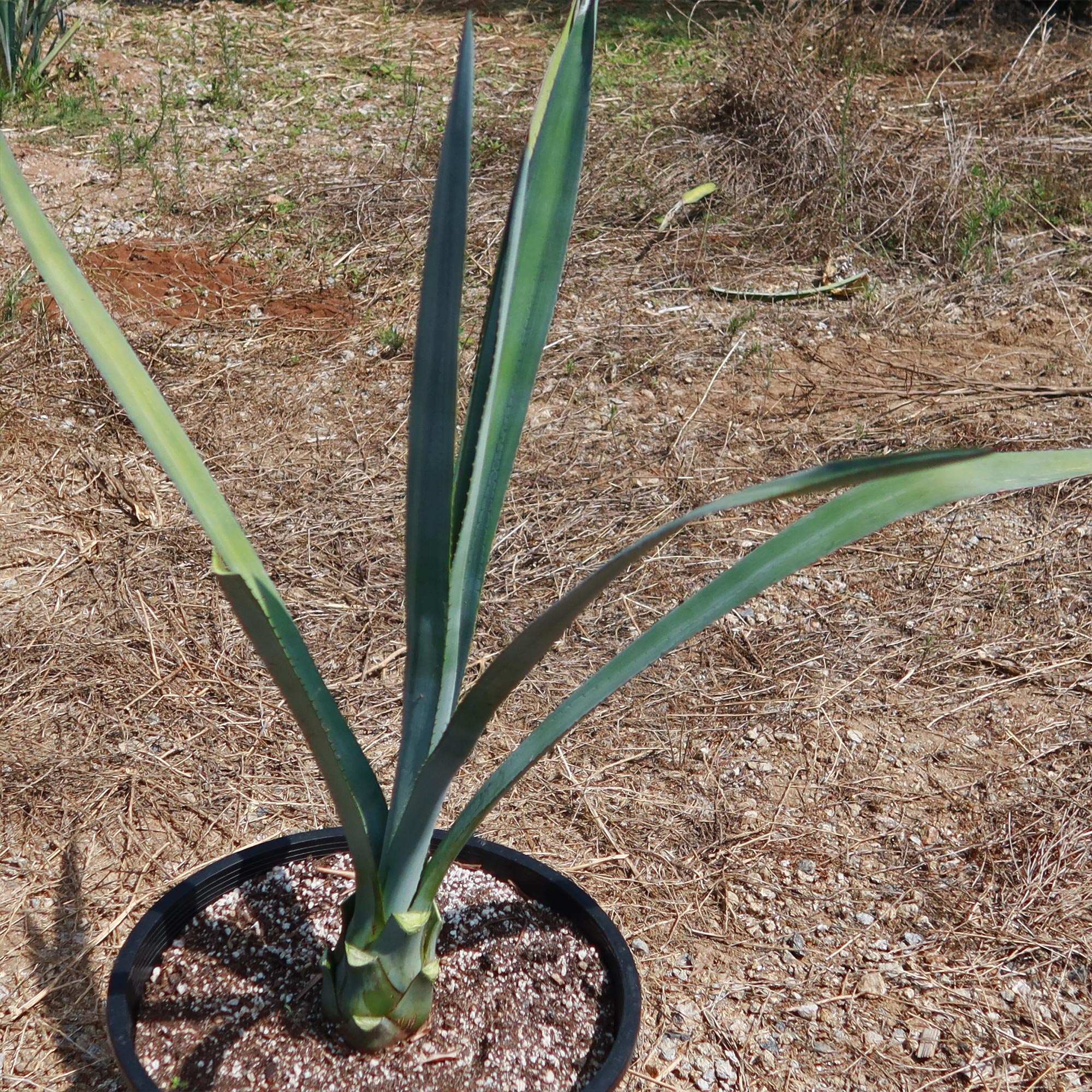 Blue agave - Agave Tequilana 'Tequila Plant'