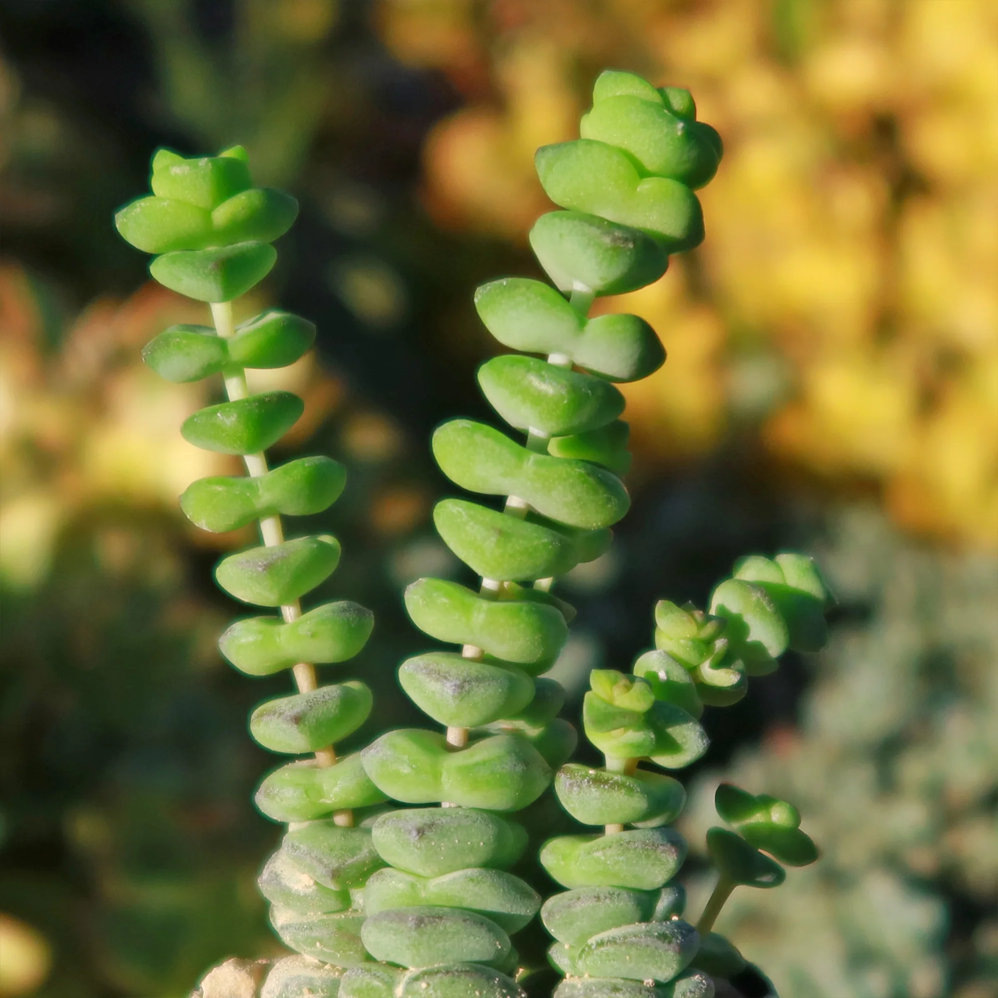 String of Buttons 'Crassula Perforata'