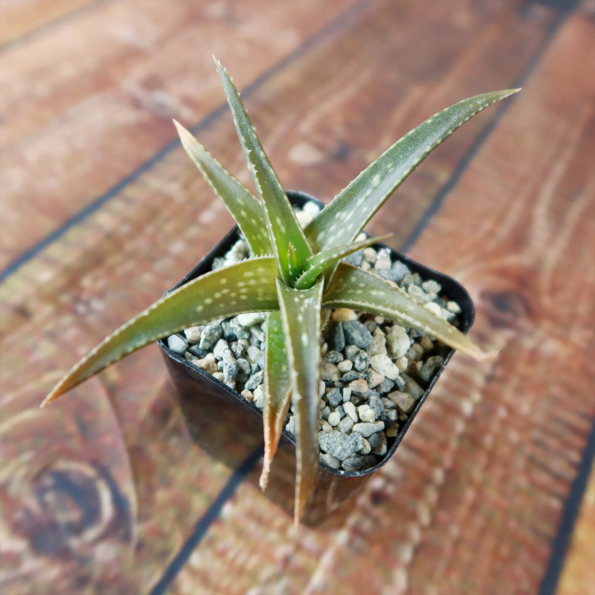 Aloe firebird hybrid