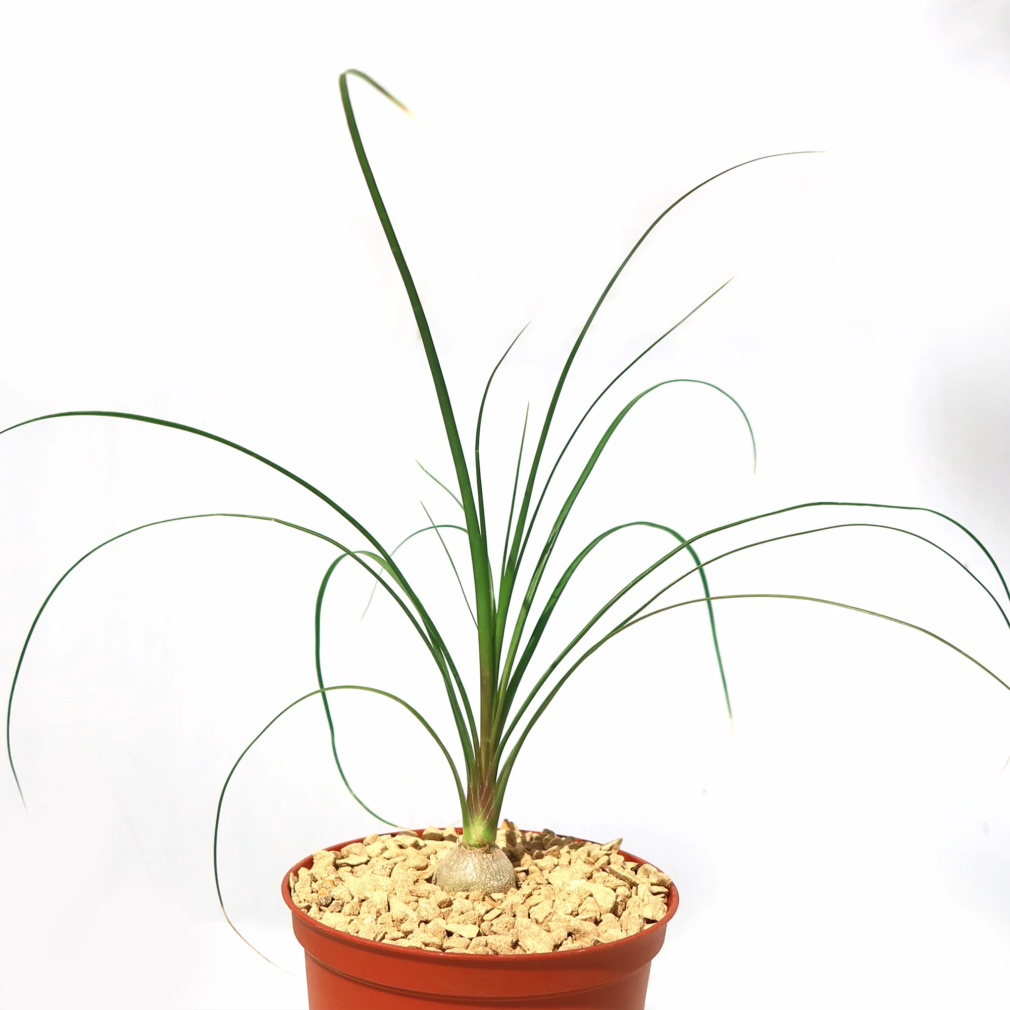 Ponytail palm 'Beaucarnea recurvata'
