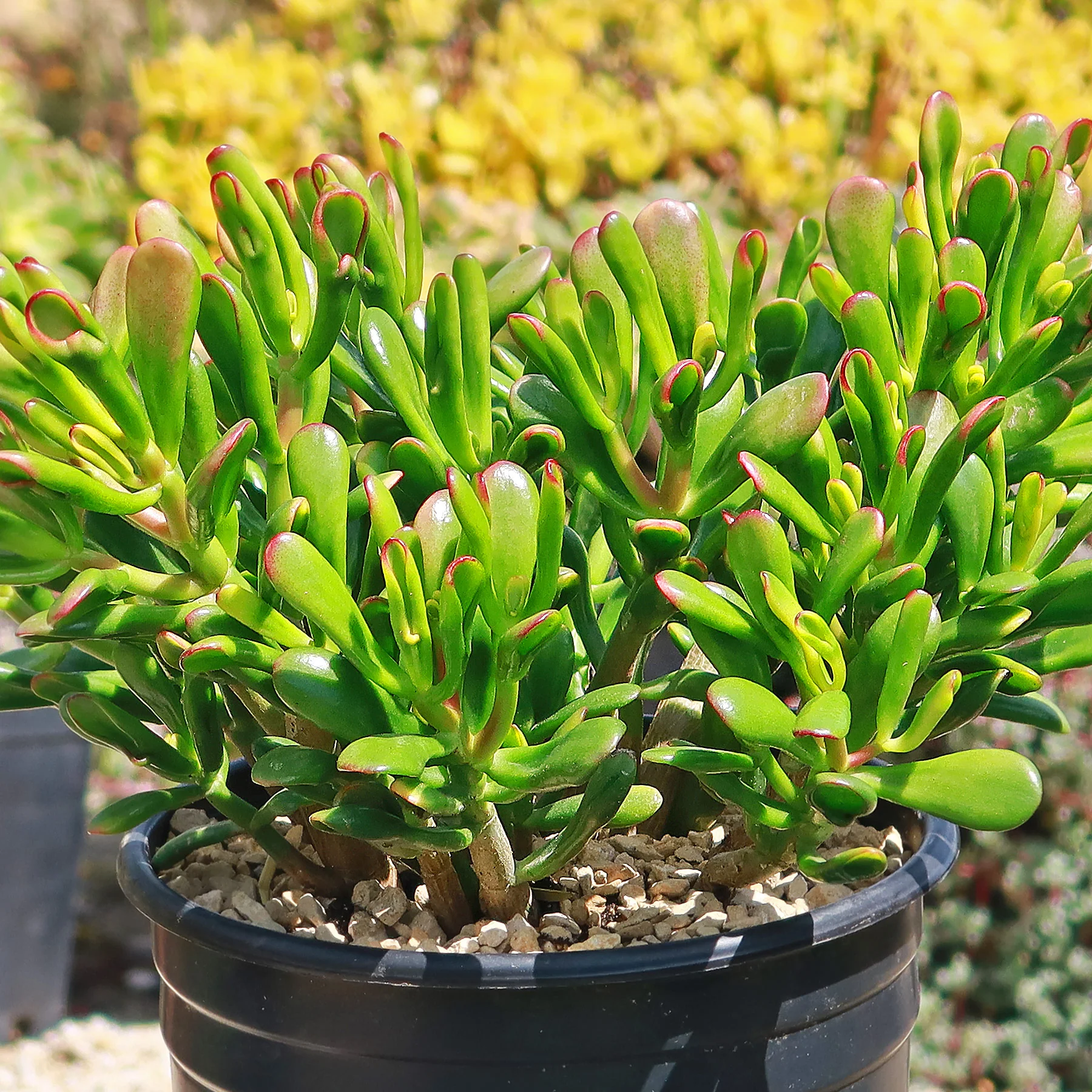 Jade Bonsai Tree -  Crassula ovata 'Hobbit'