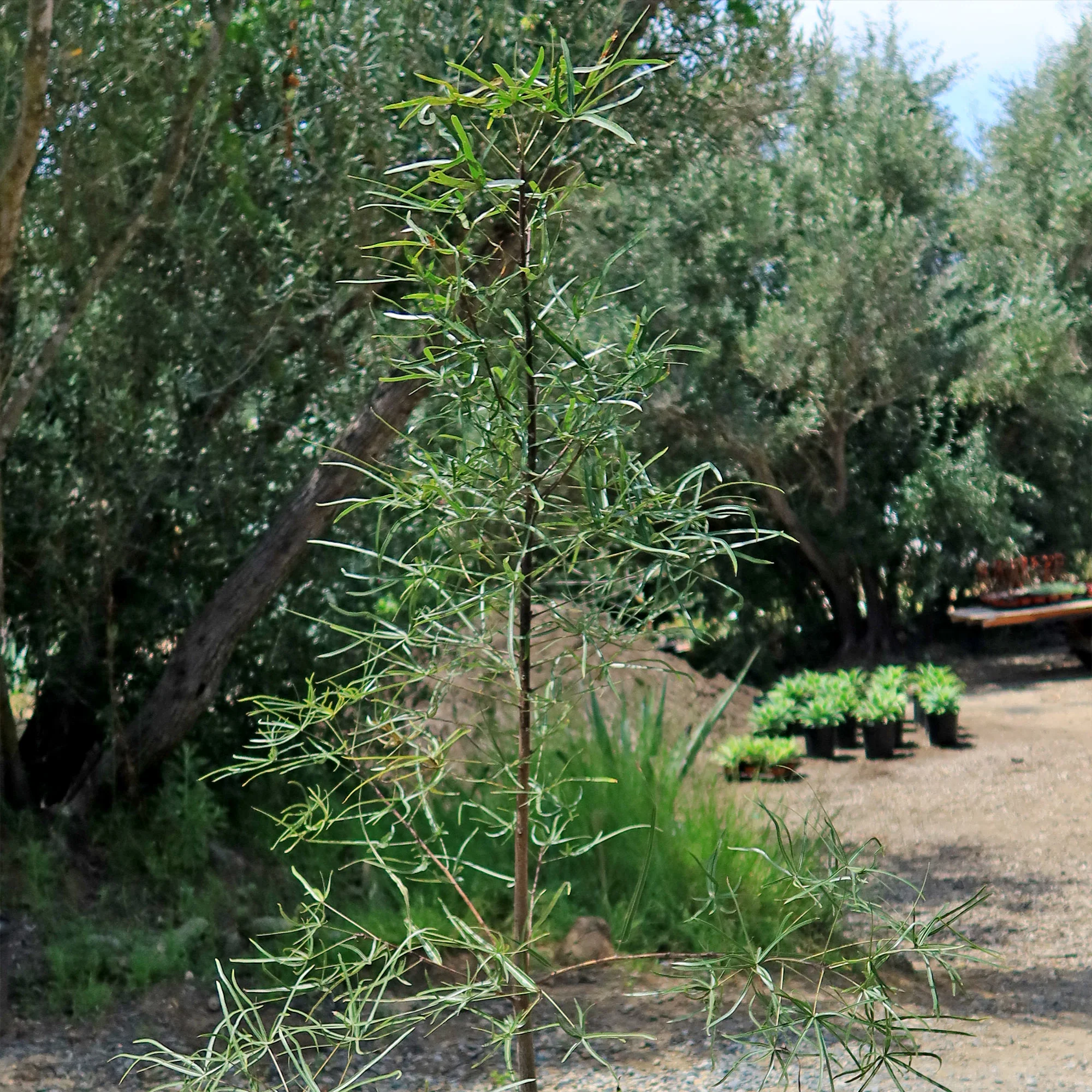 Queensland Bottle Tree 'Brachychiton rupestris'