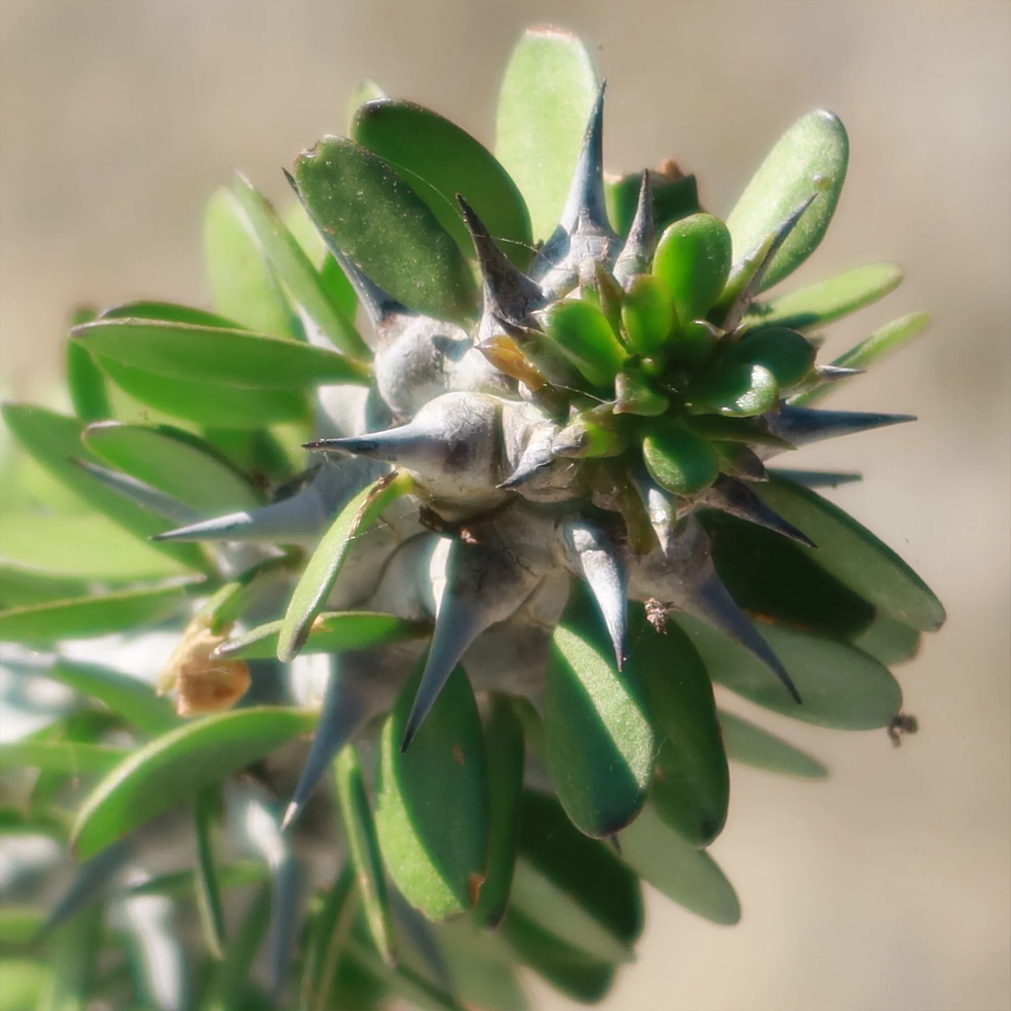 Madagascar ocotillo 'Alluaudia procera'