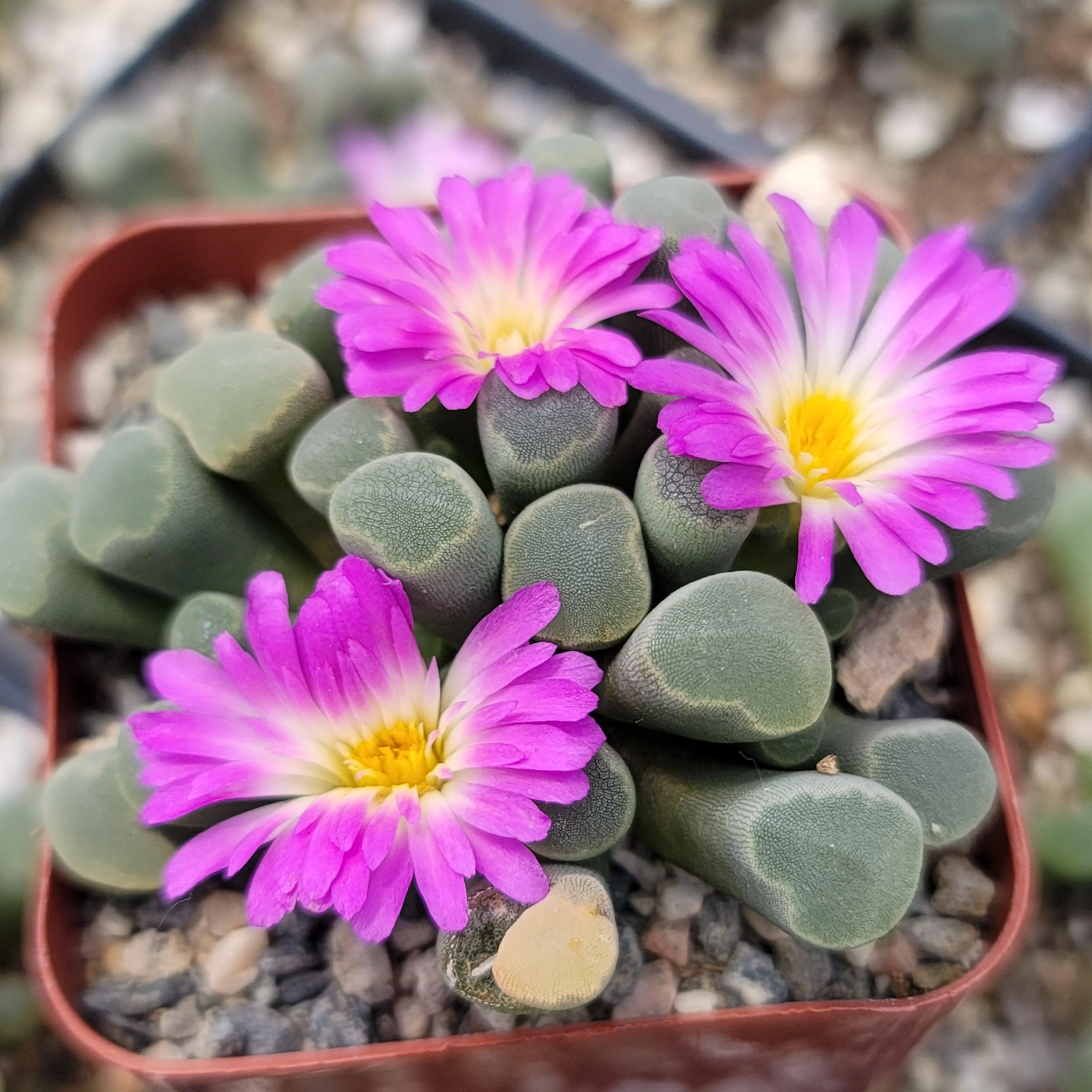 Fairy Elephant's Feet - Frithia Pulchra