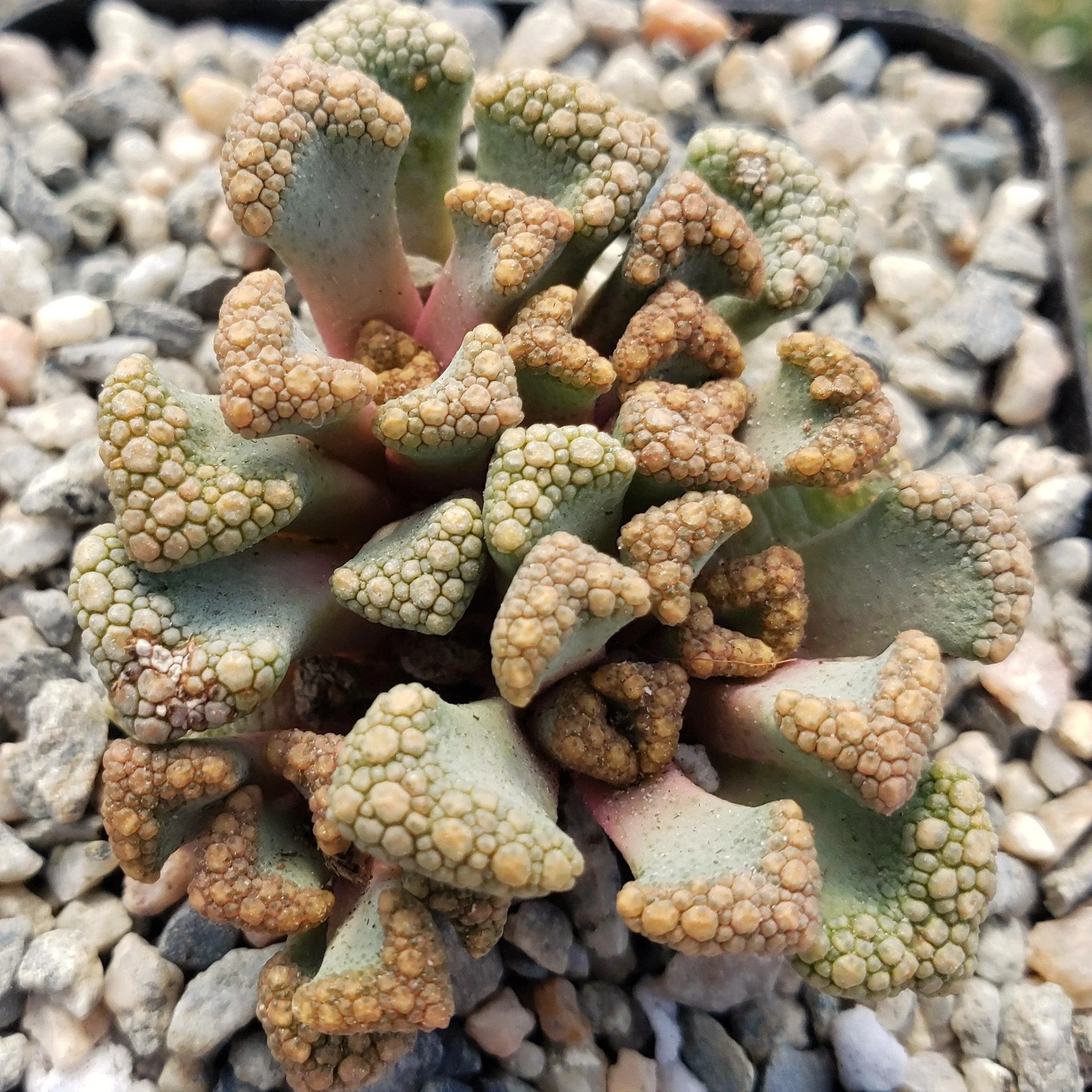 Titanopsis Hugo Schlechteri