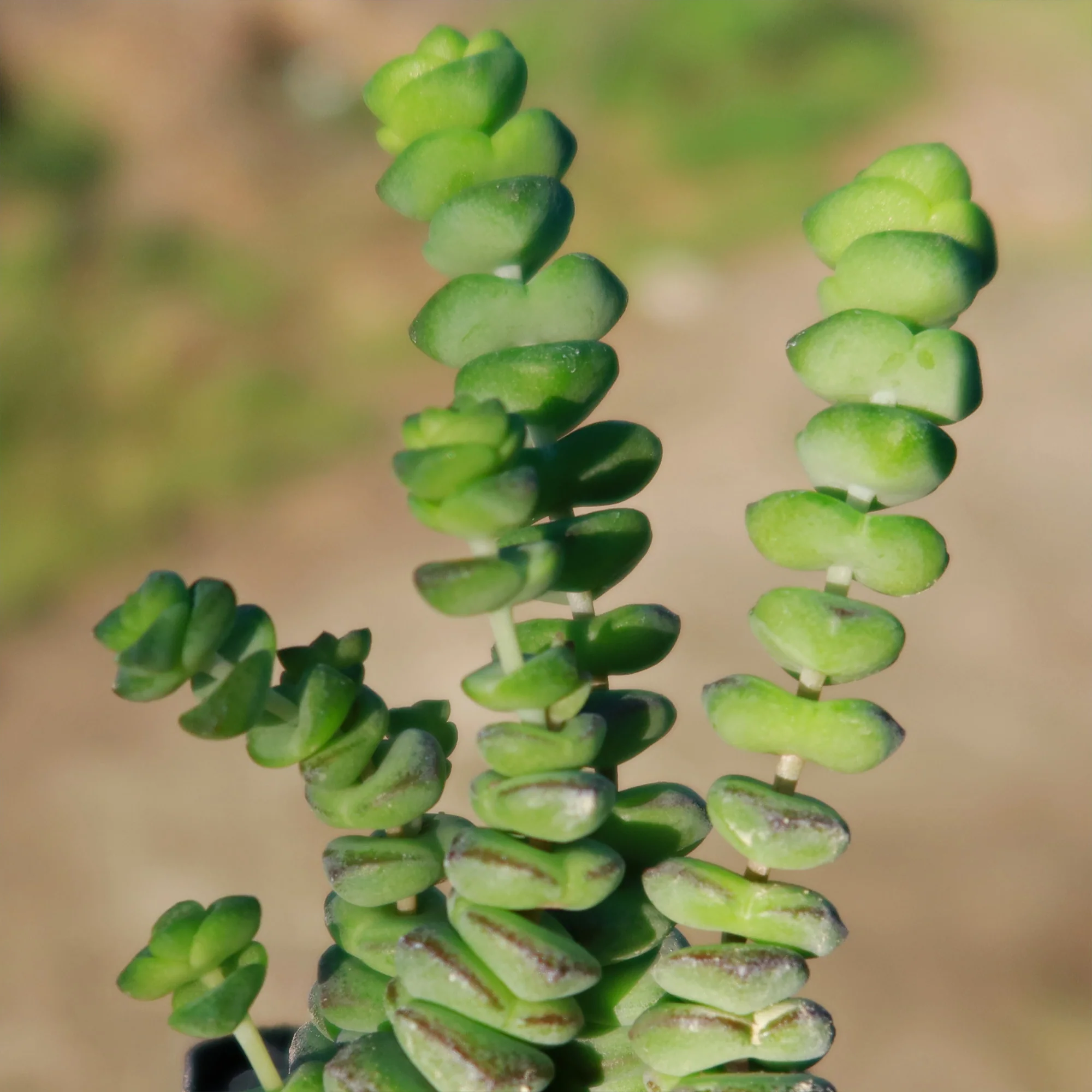 String of Buttons 'Crassula Perforata'