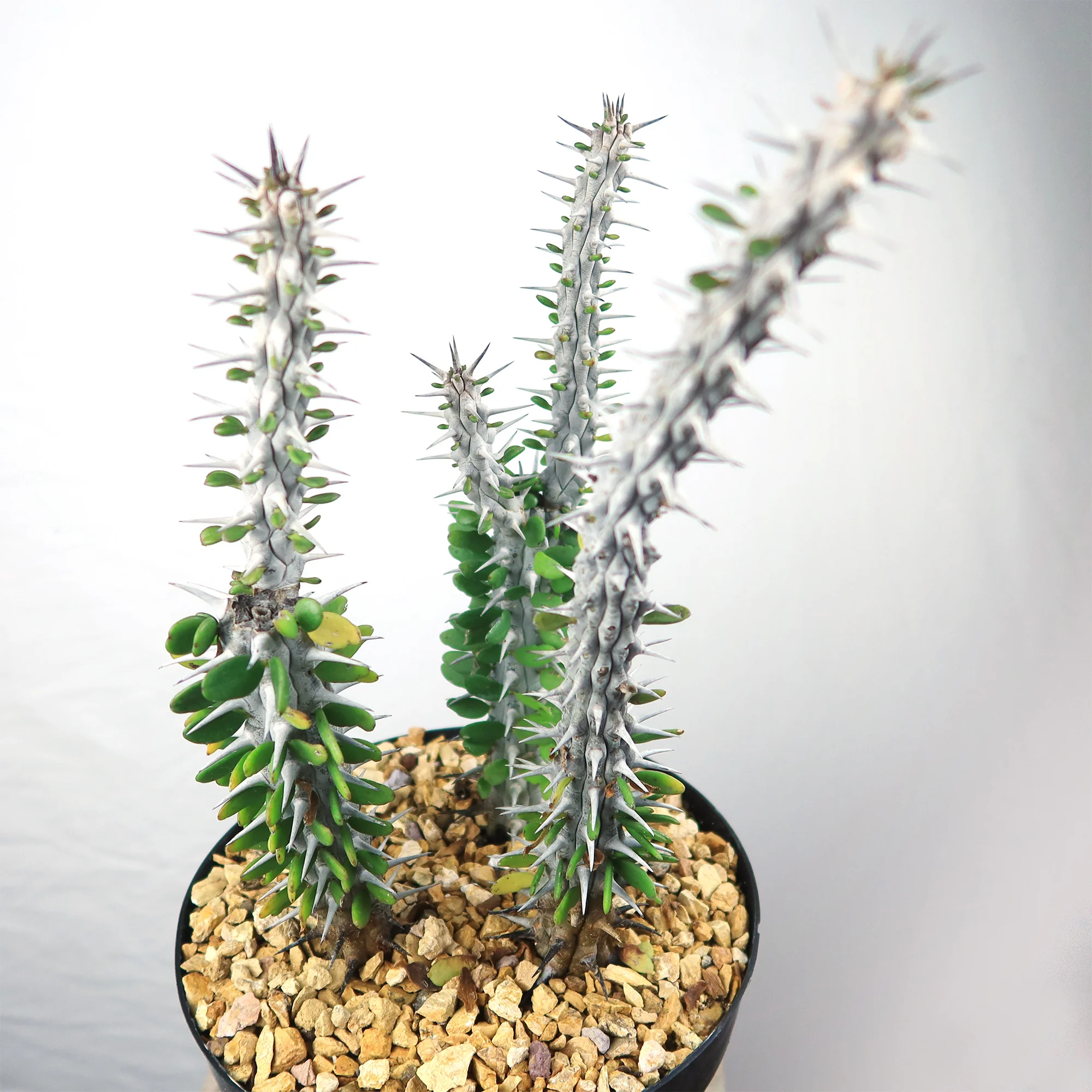 Madagascar ocotillo 'Alluaudia procera'