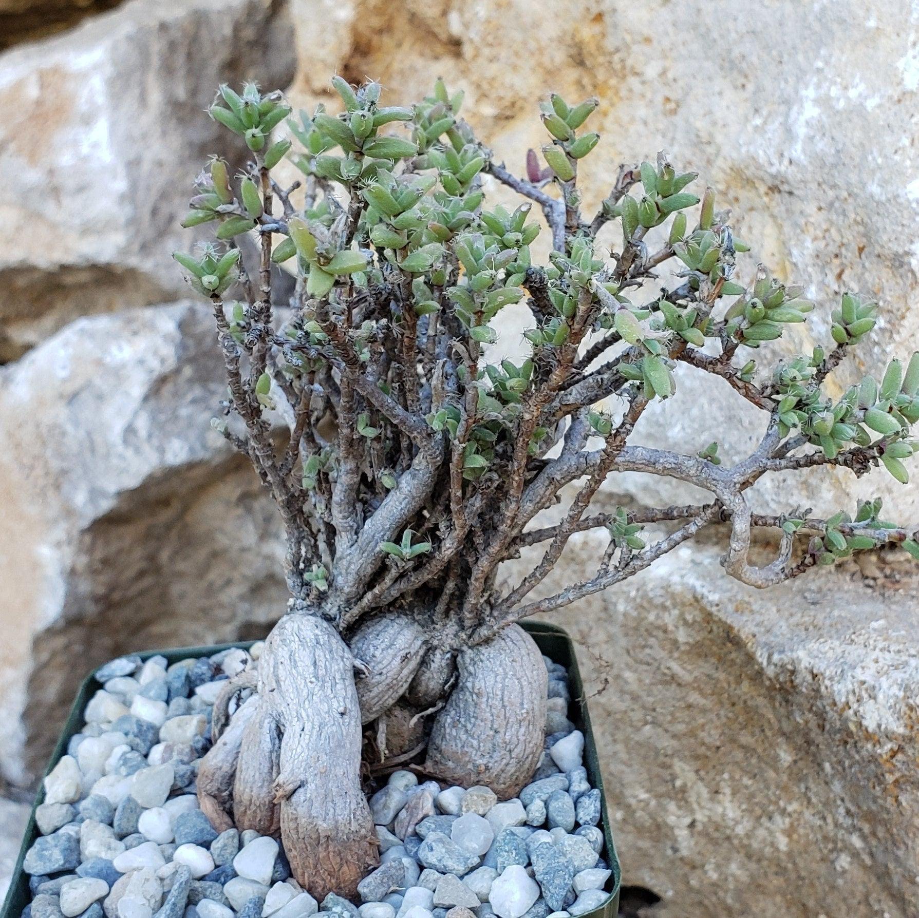 Trichodiadema bulbosom