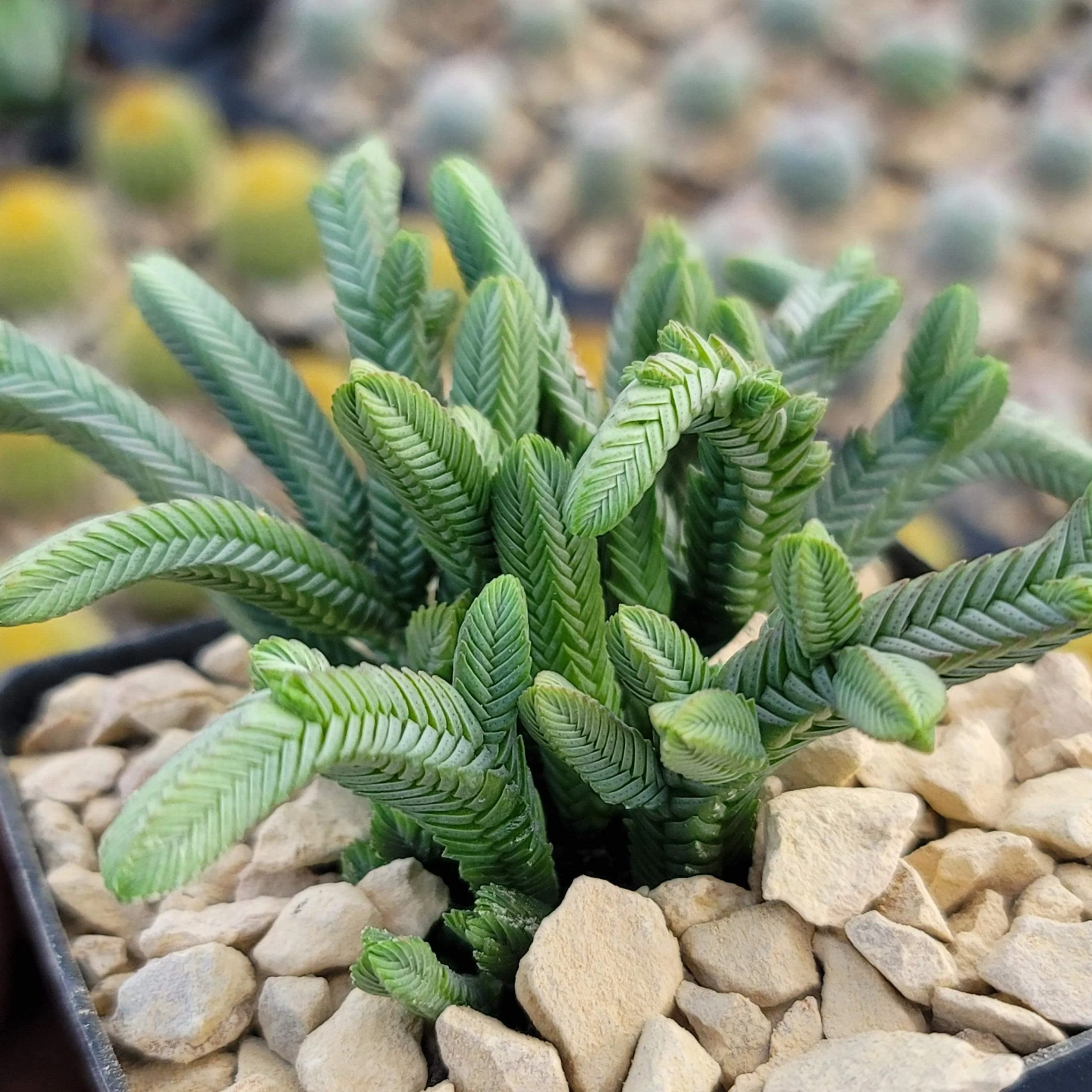 Pagoda Mini Jade ��Crassula pyramidalis��