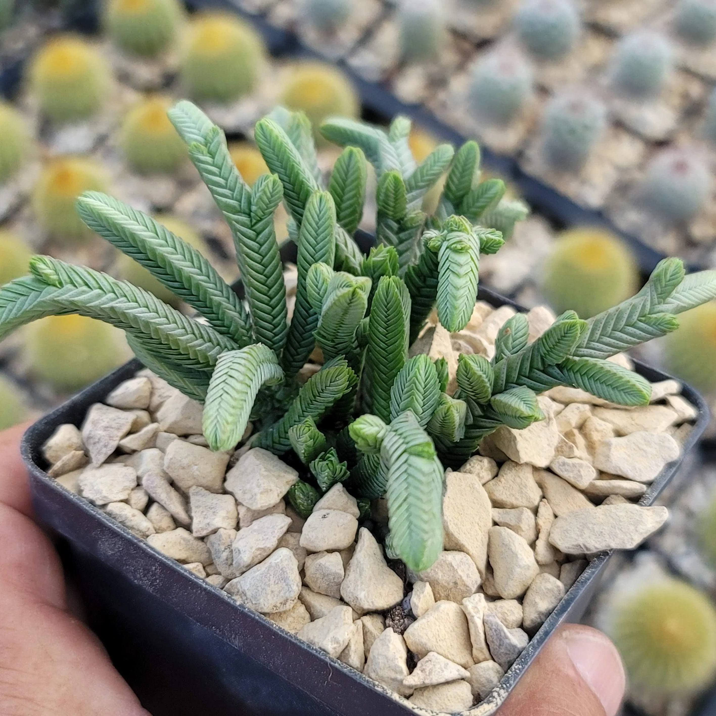 Pagoda Mini Jade ��Crassula pyramidalis��