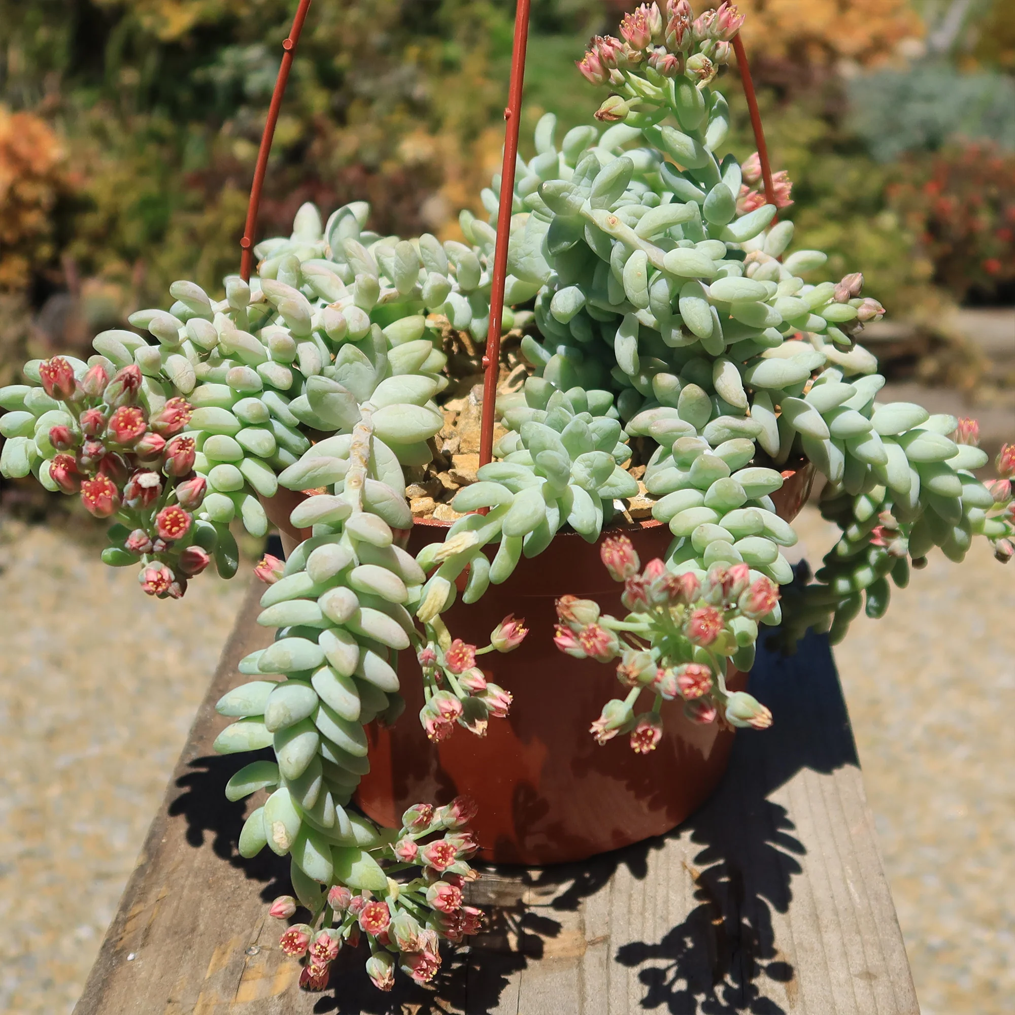 Burro��s Tail Succulent - Sedum morganianum ��Burrito��