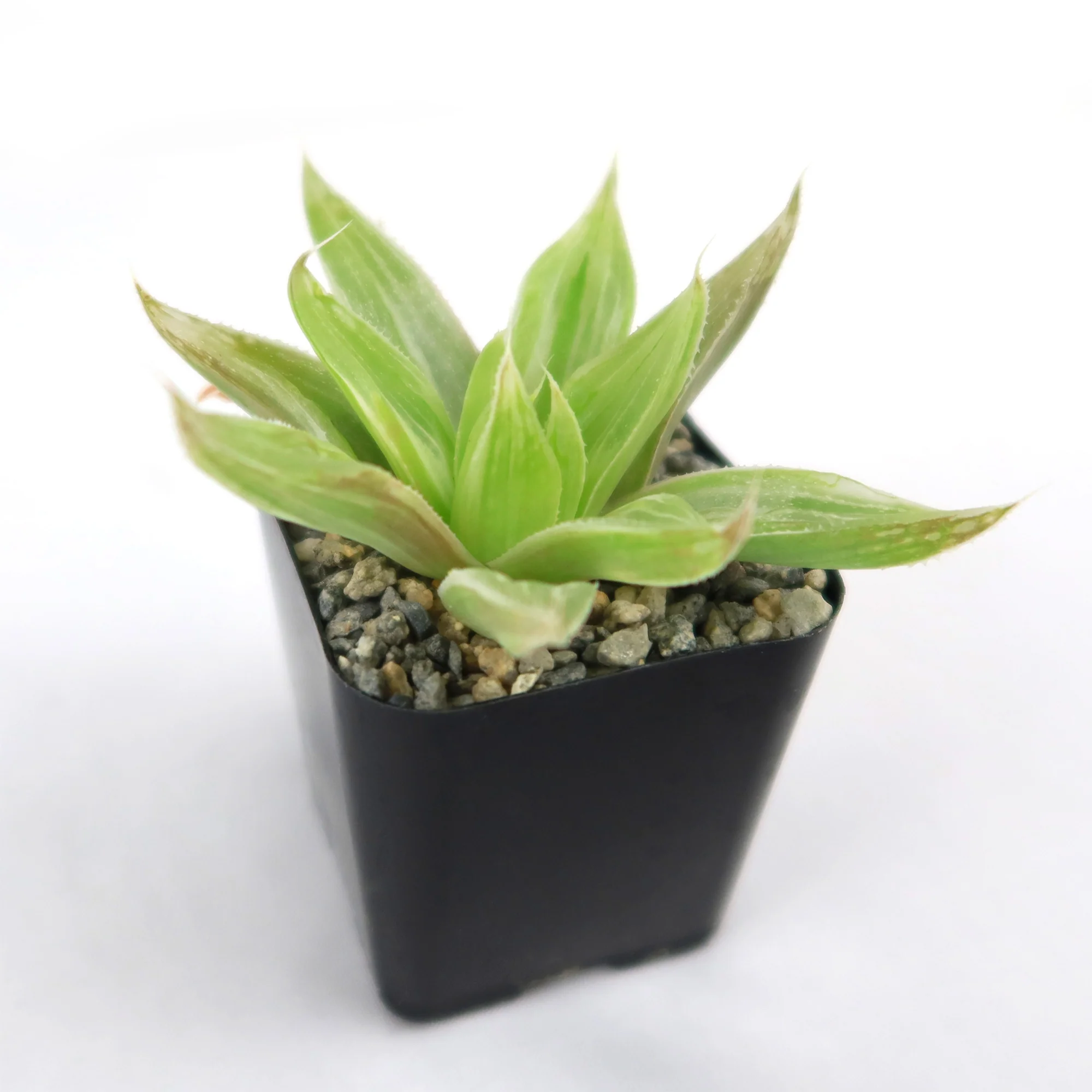 Haworthia  White Ghost