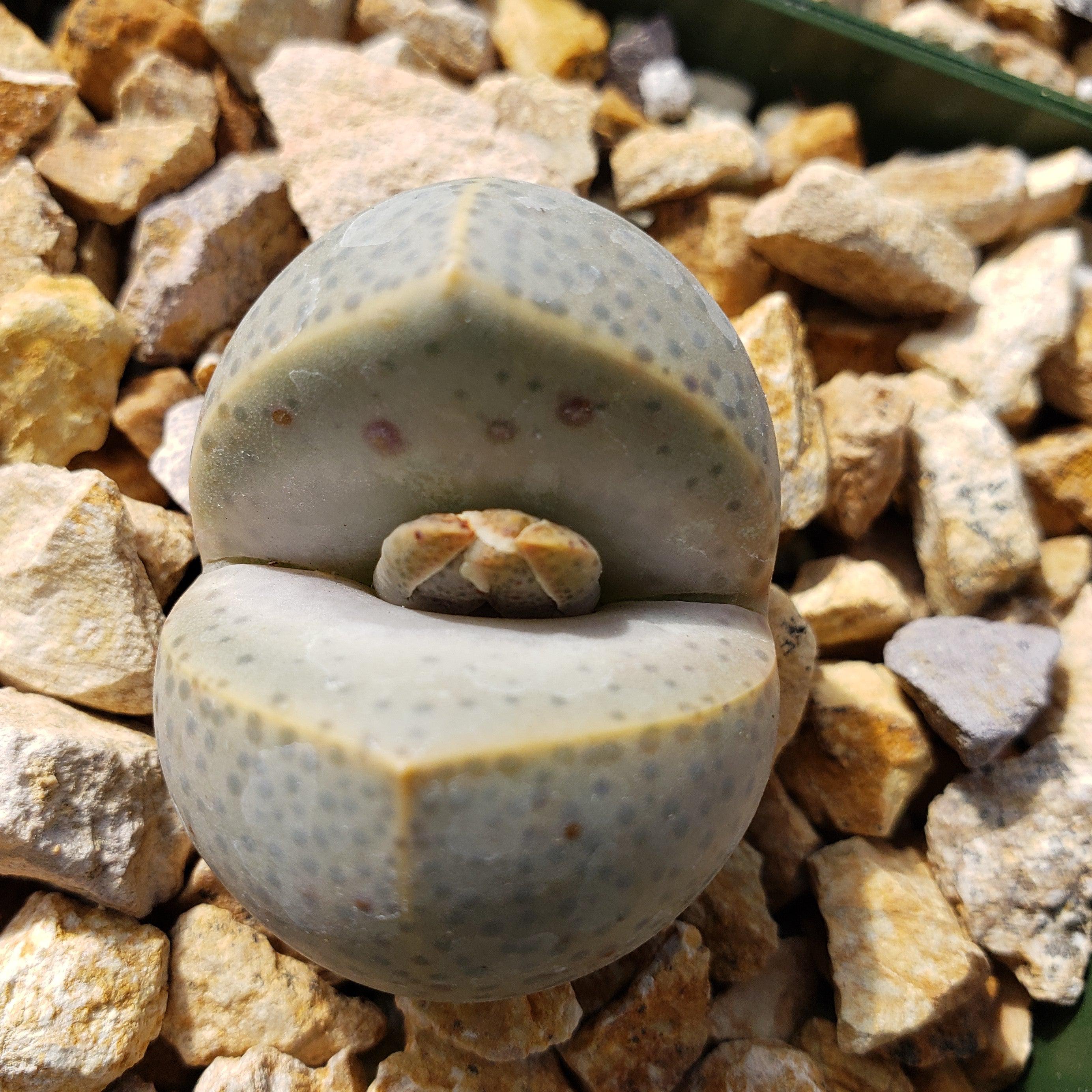 Dinteranthus wilmottianus