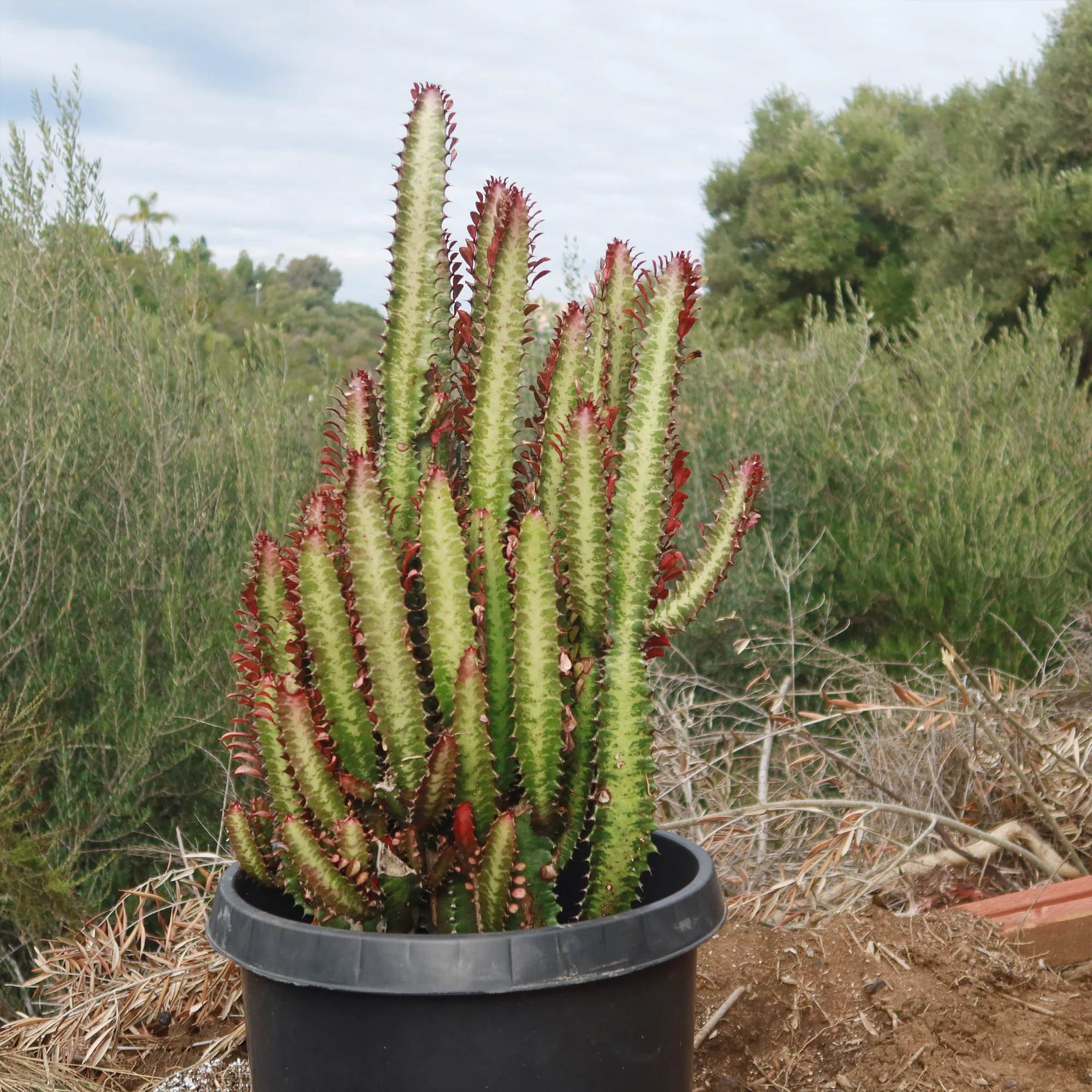 African Milk Tree - Euphorbia trigona 'Rubra'