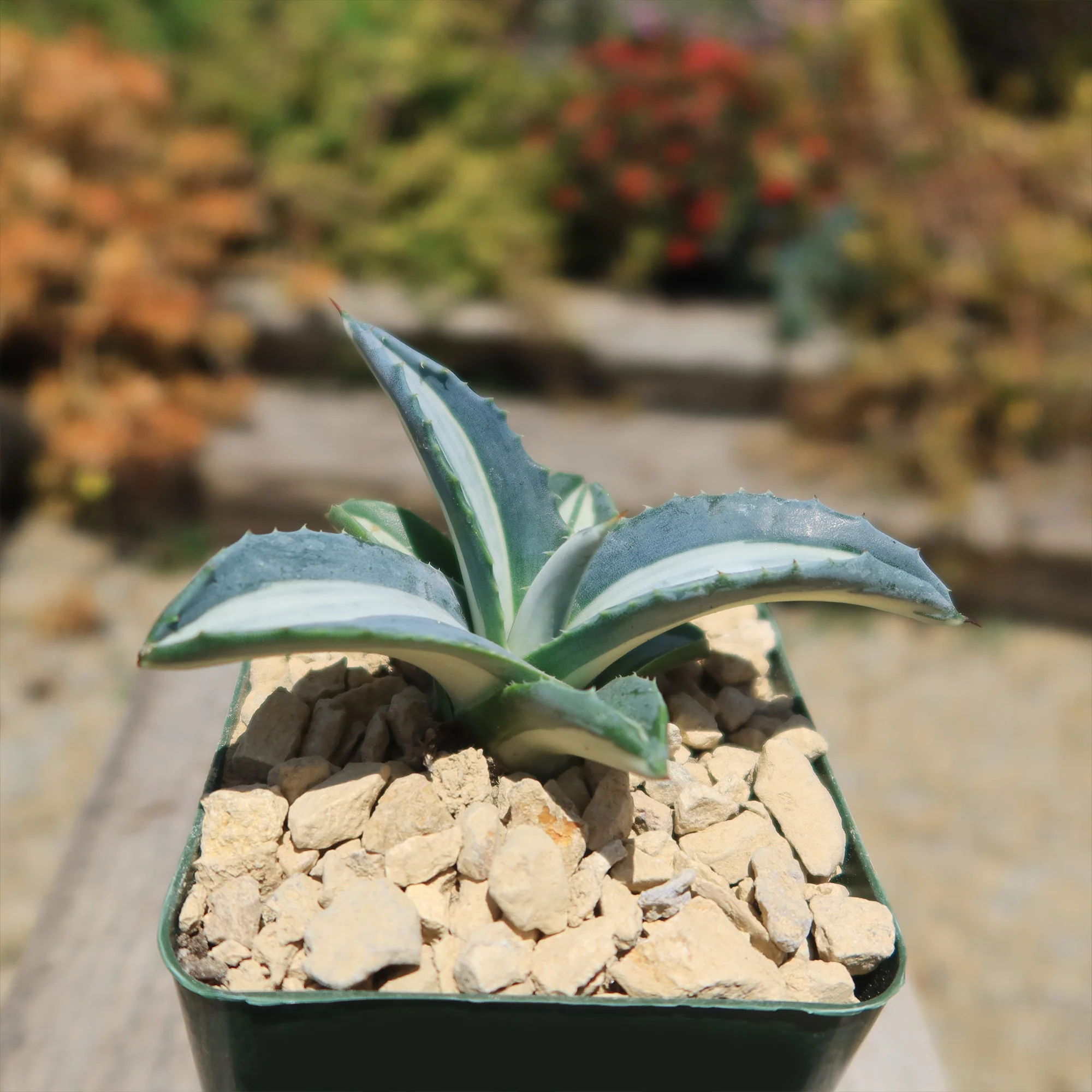 Agave mediopicta alba �C White Striped Century Plant
