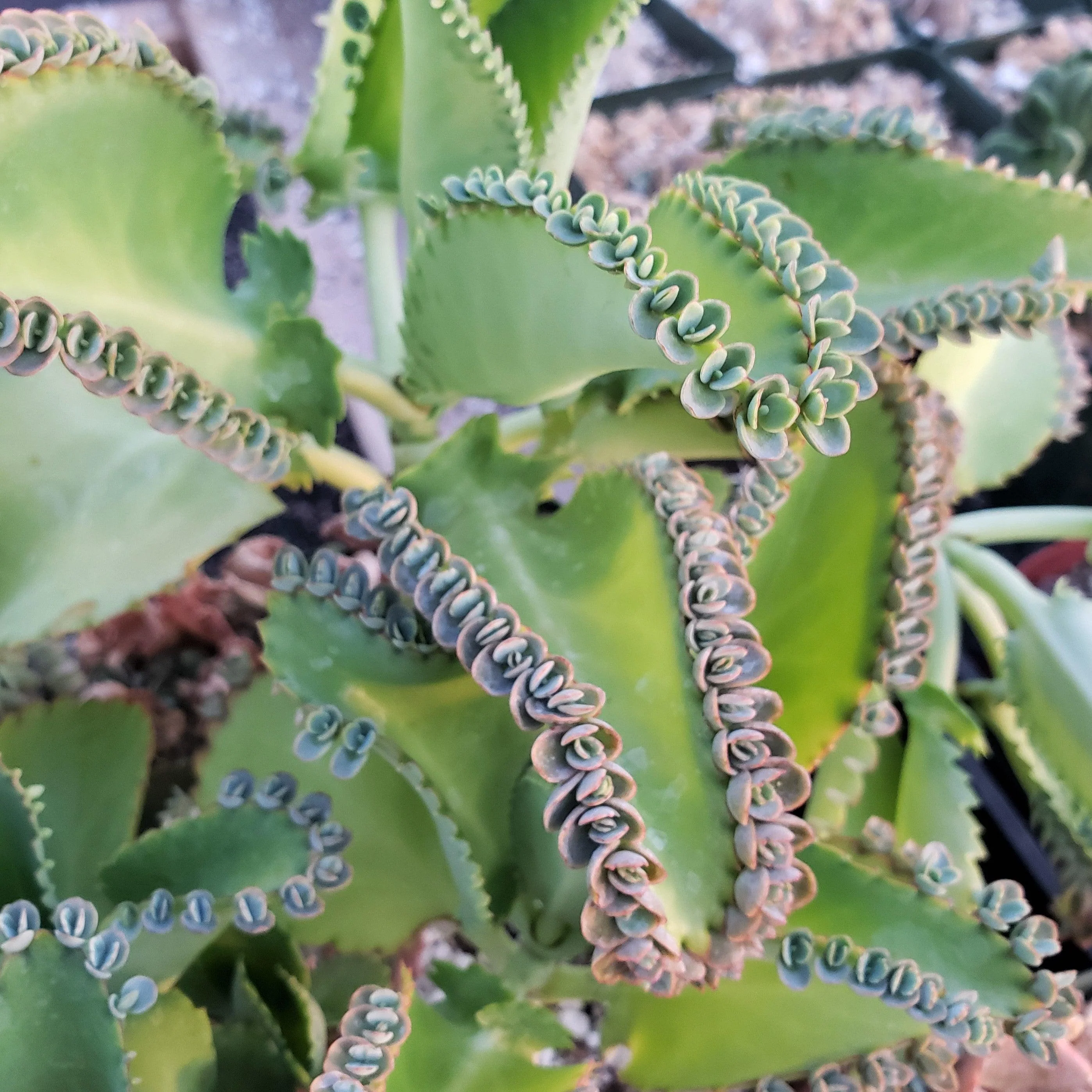 Mother of Thousands Plant 'Kalanchoe laetivirens'