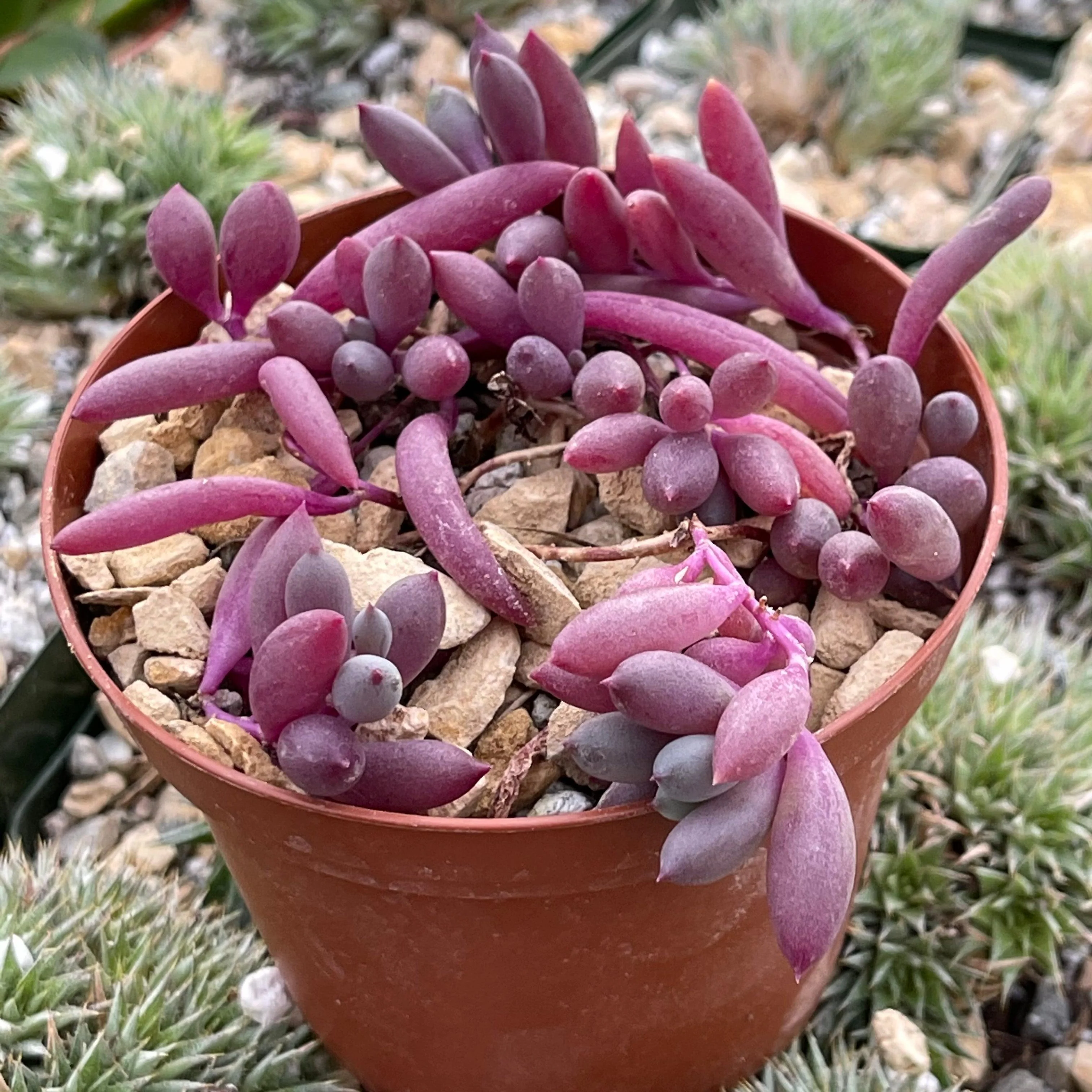 Ruby Necklace Plant 'Othonna capensis'