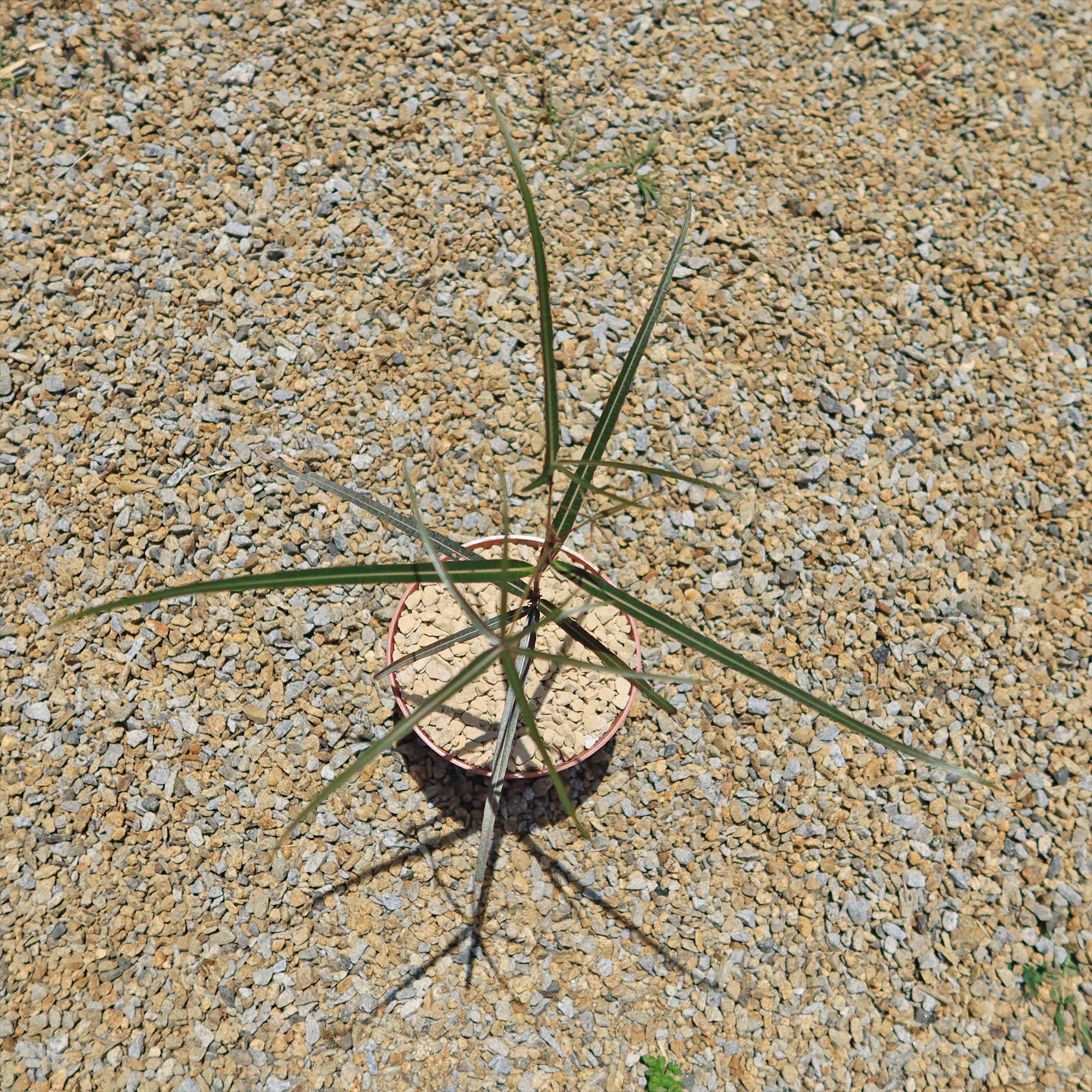 Queensland Bottle Tree 'Brachychiton rupestris'