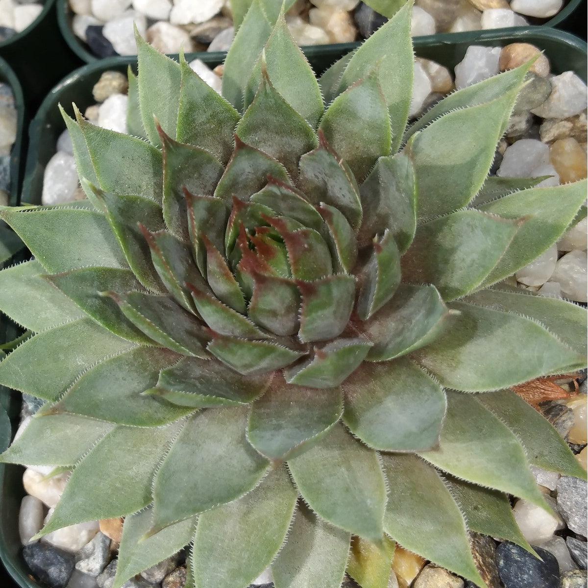 Sempervivum 'Ruby Heart' Hens and Chicks