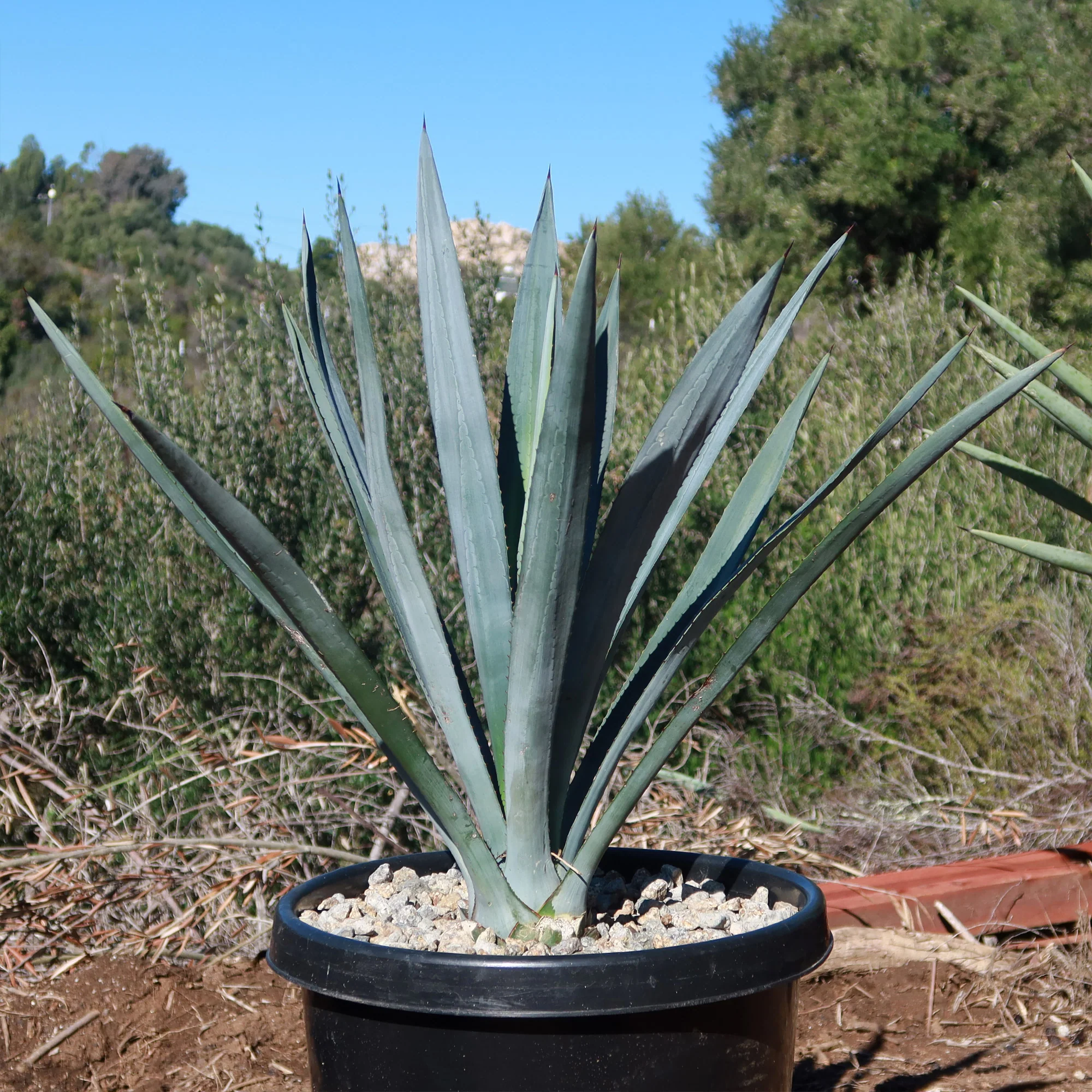 Blue agave - Agave Tequilana 'Tequila Plant'