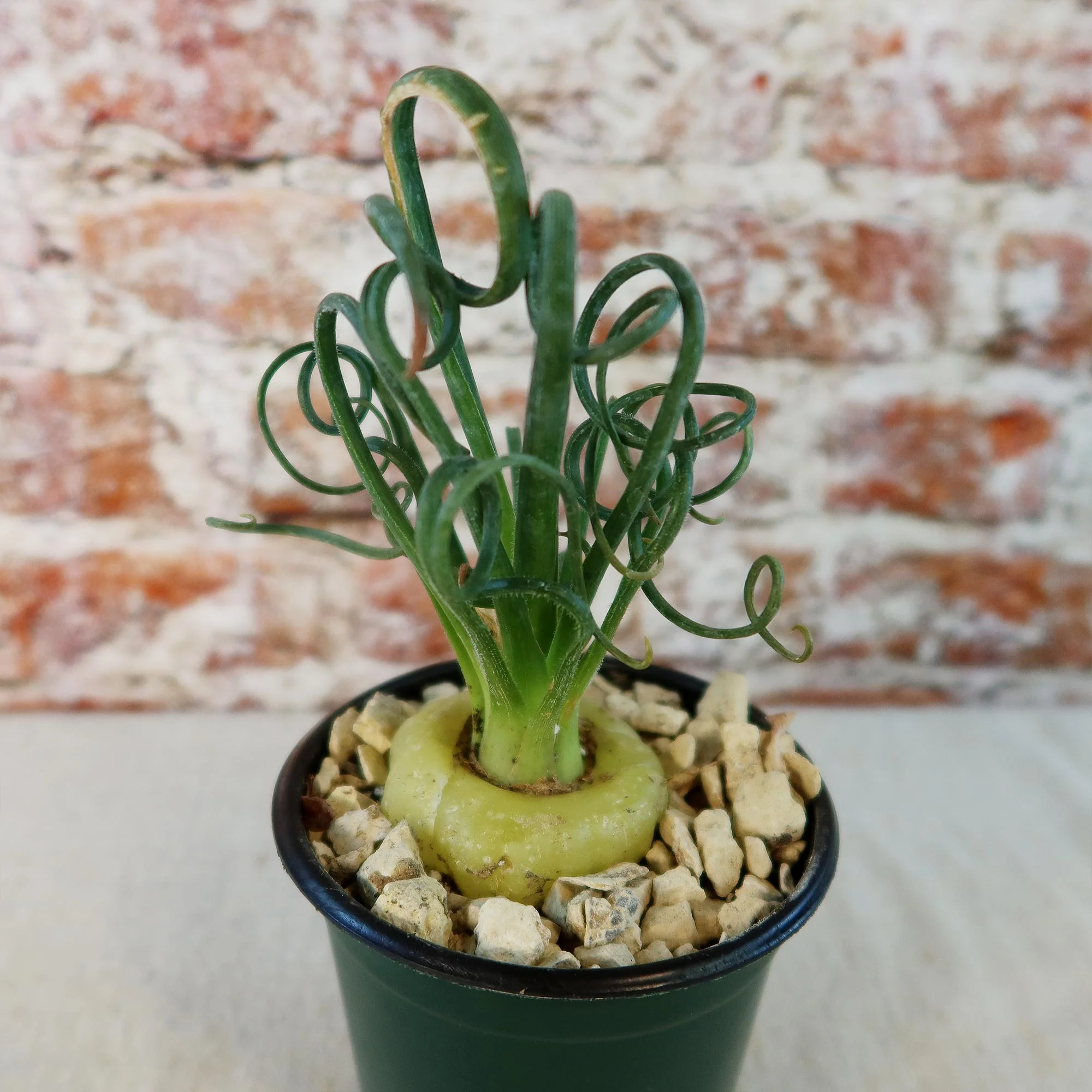 Frizzle Sizzle Plant - Albuca spiralis