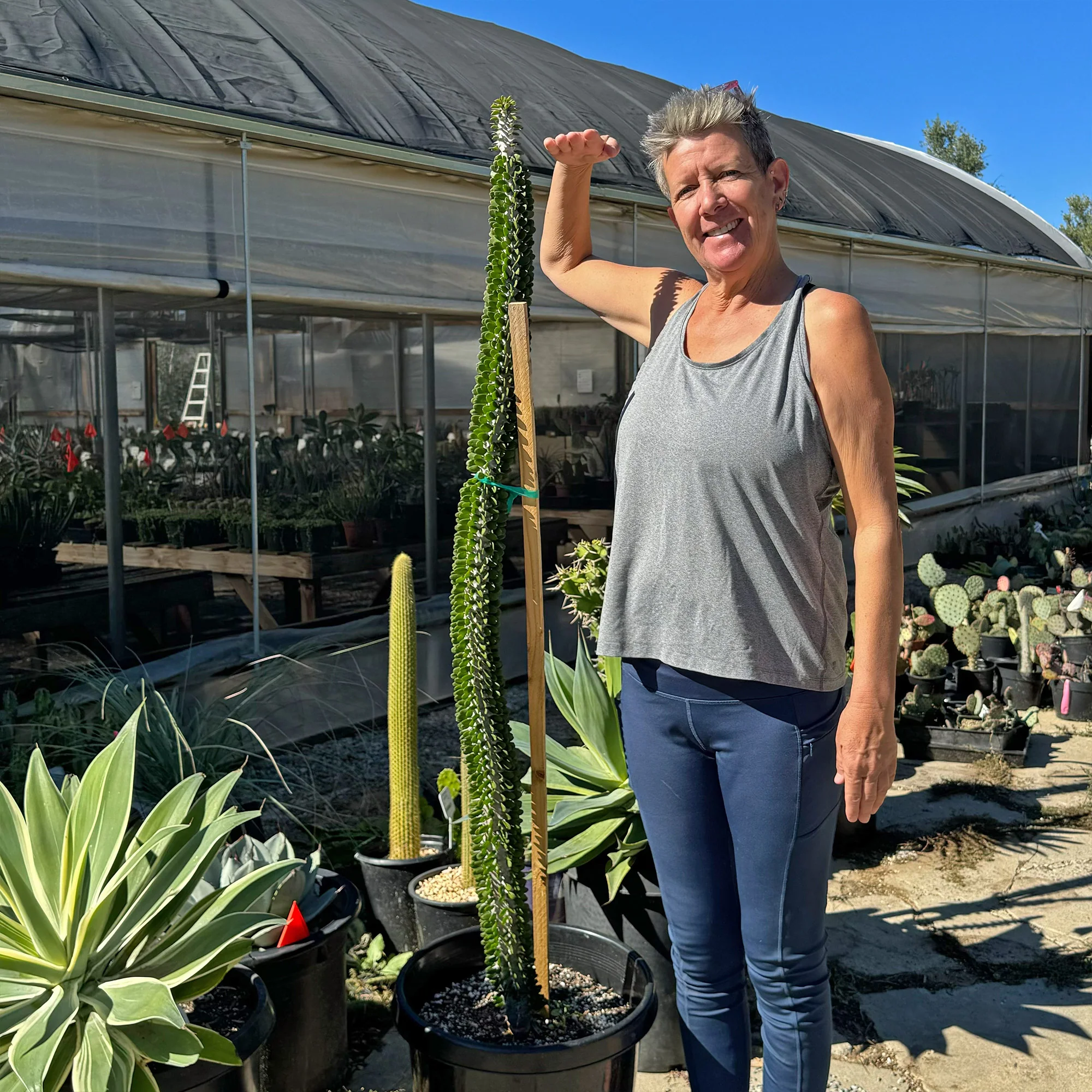 Madagascar ocotillo 'Alluaudia procera'