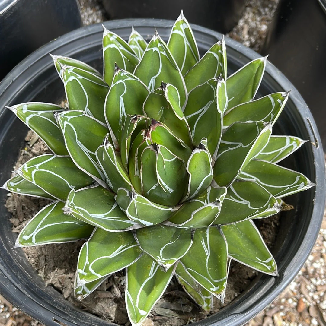 Agave Victoriae Reginae ��Queen Victoria Agave��