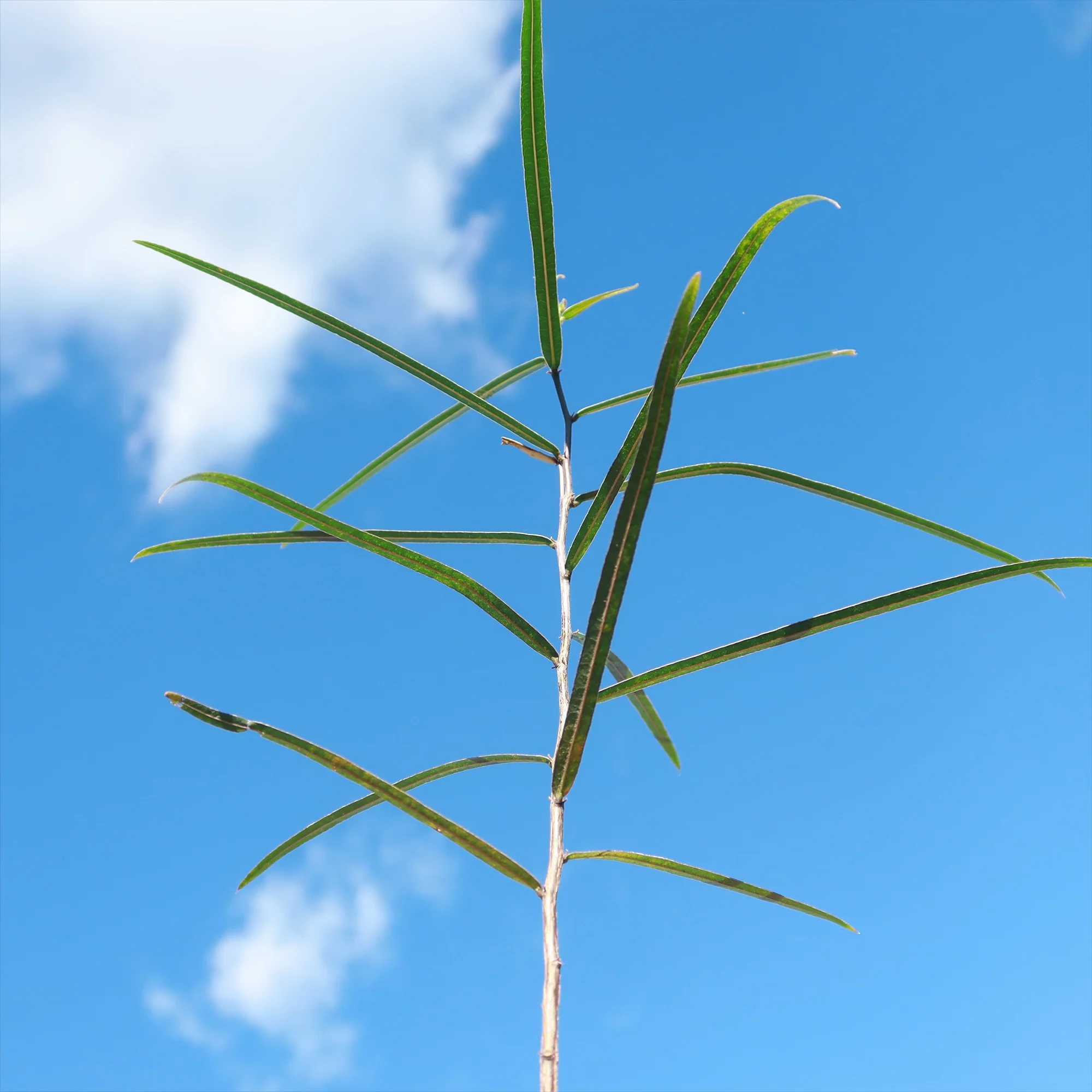 Queensland Bottle Tree 'Brachychiton rupestris'