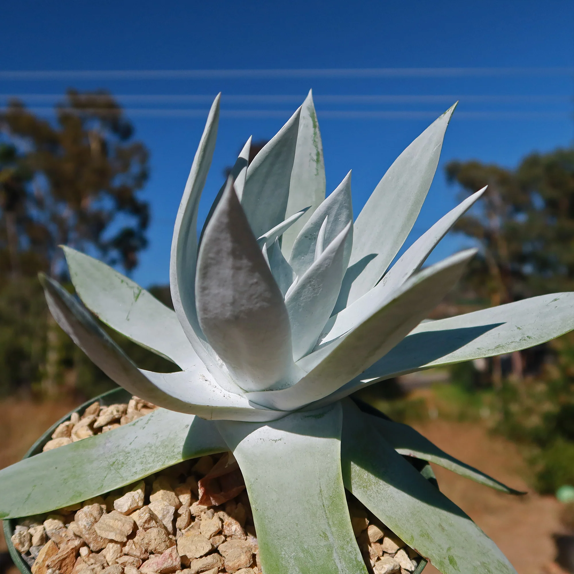 Giant Chalk Dudleya ��Dudleya brittonii��