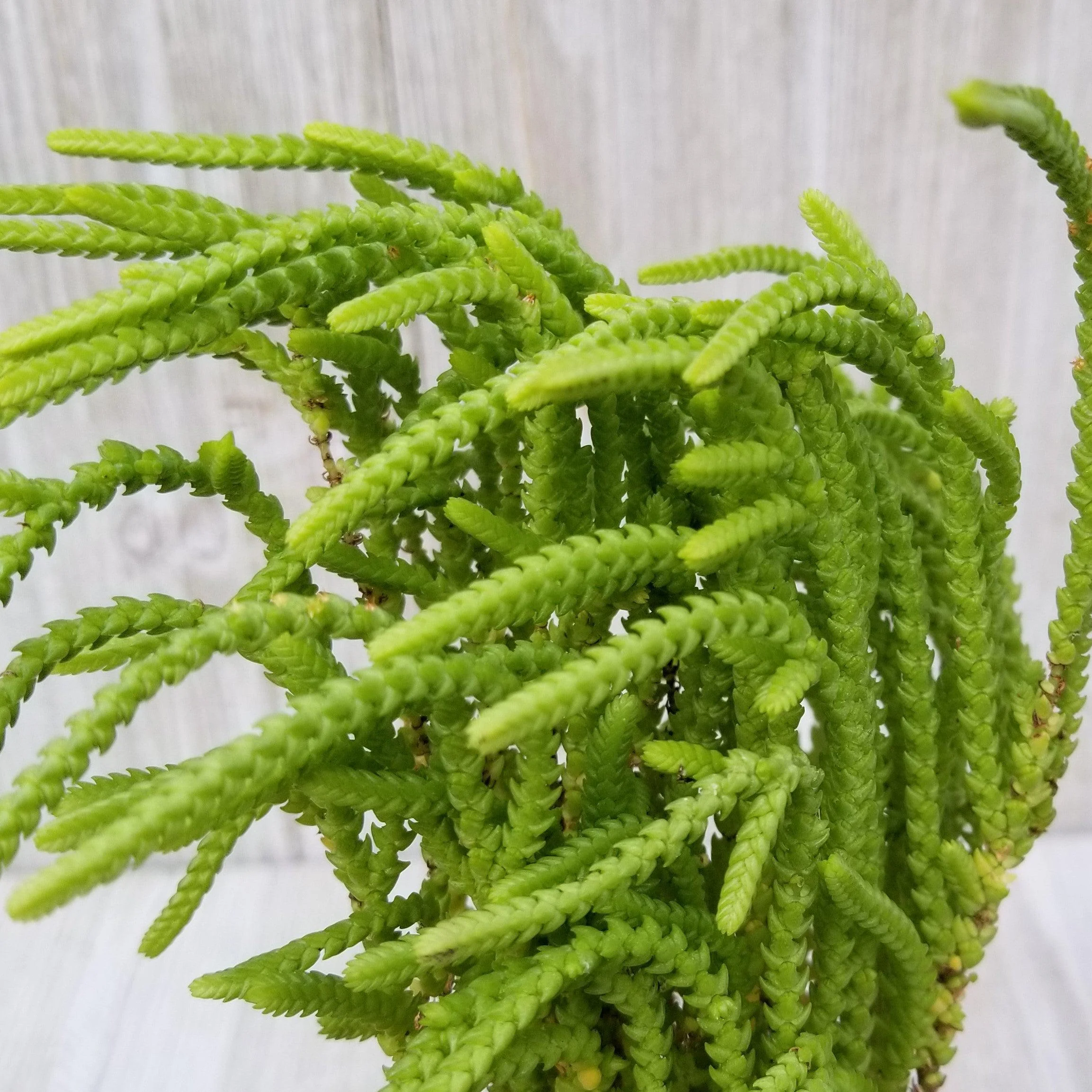 Watch Chain 'Crassula muscosa lycopodioides'