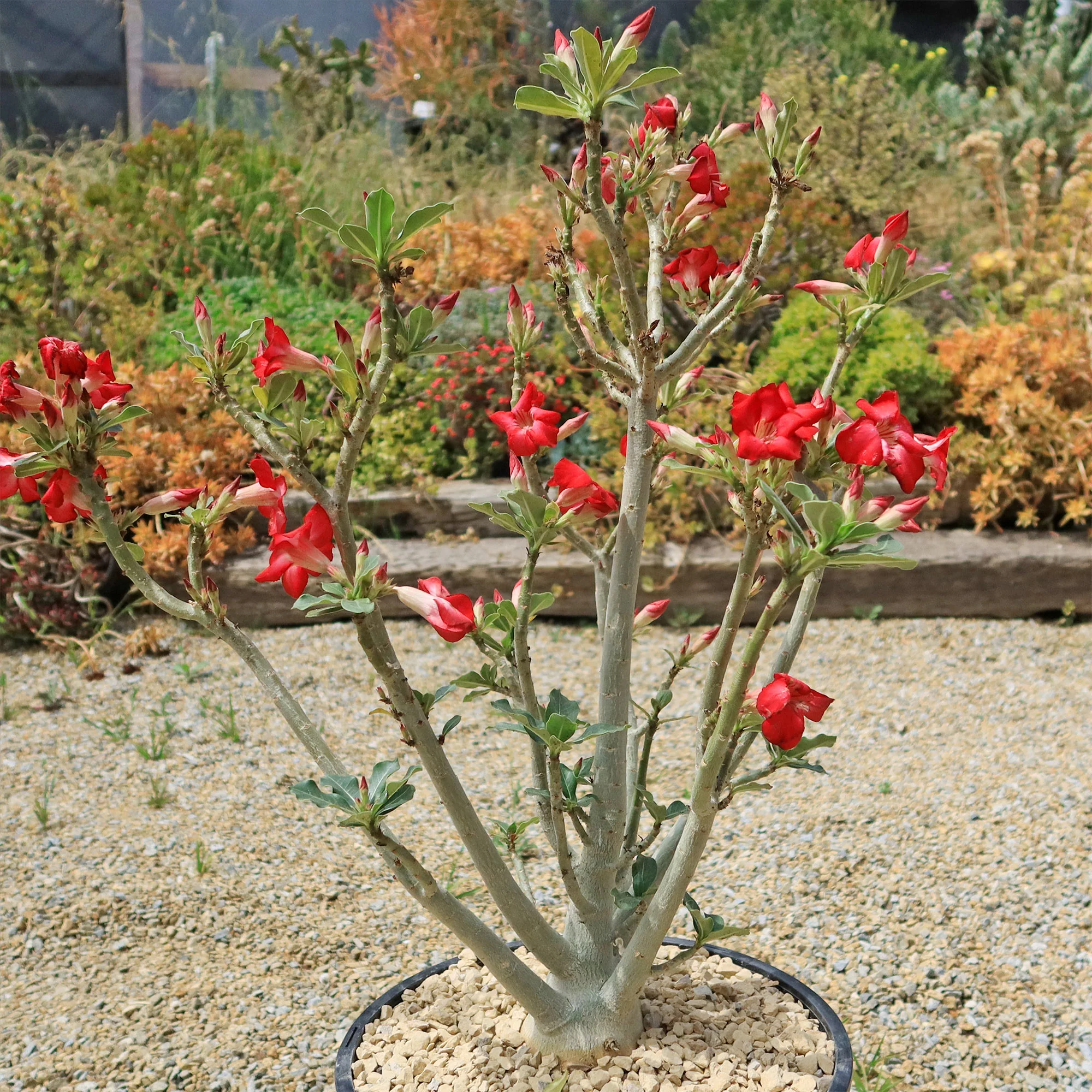 Desert Rose 'Adenium obesum'
