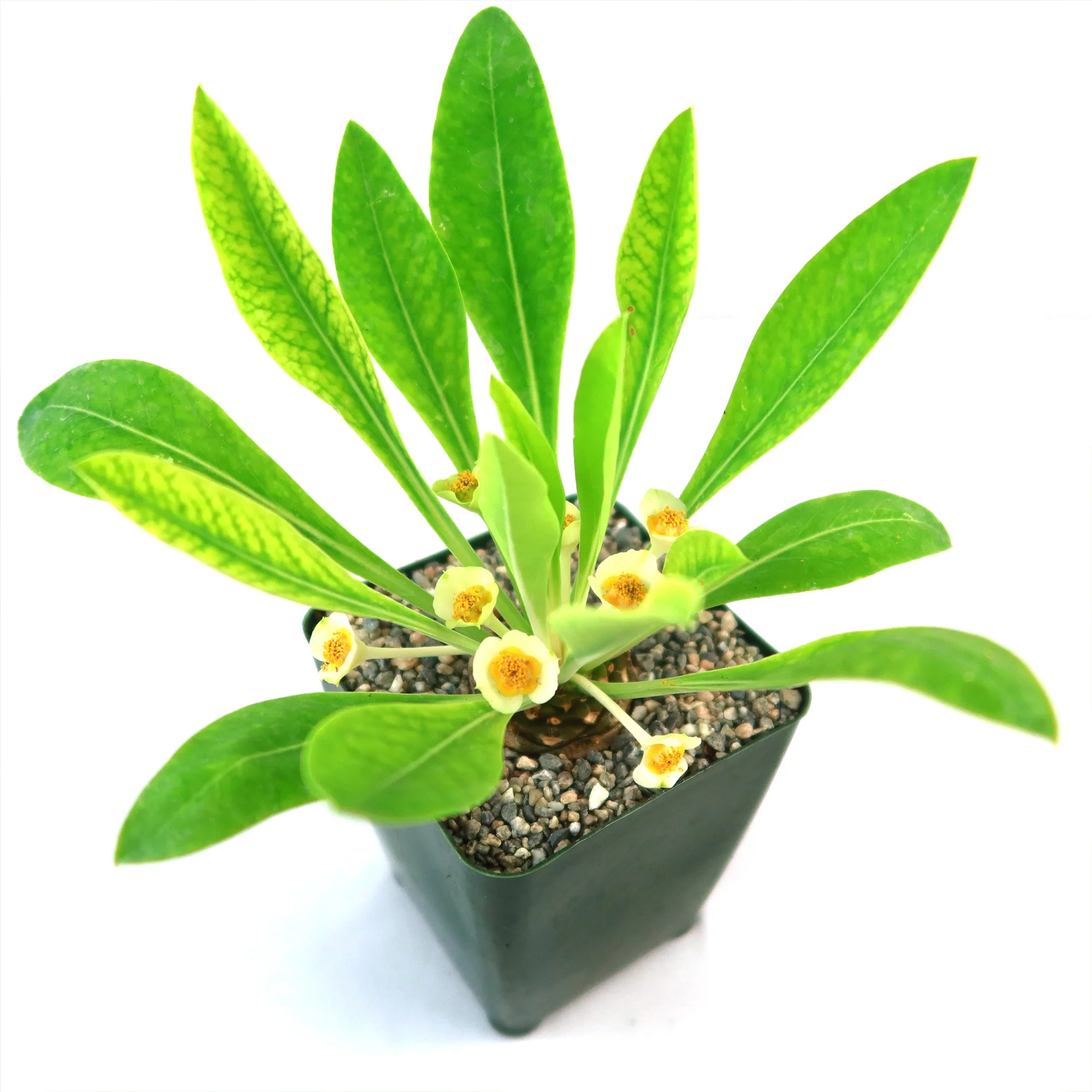 Euphorbia bupleurifolia