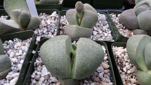 Split Rock Succulent 'Pleiospilos nelii' mesembs