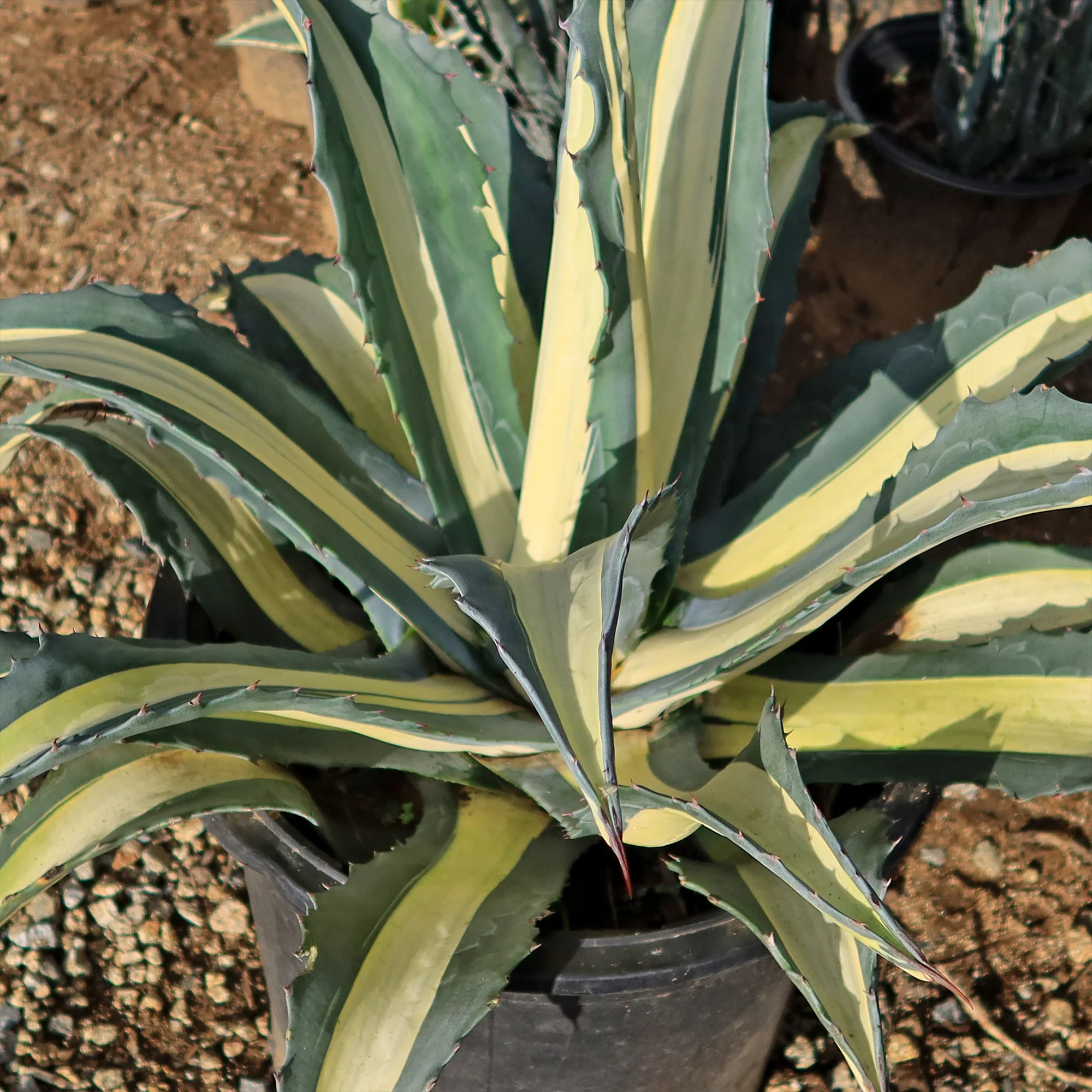 Agave mediopicta alba �C White Striped Century Plant
