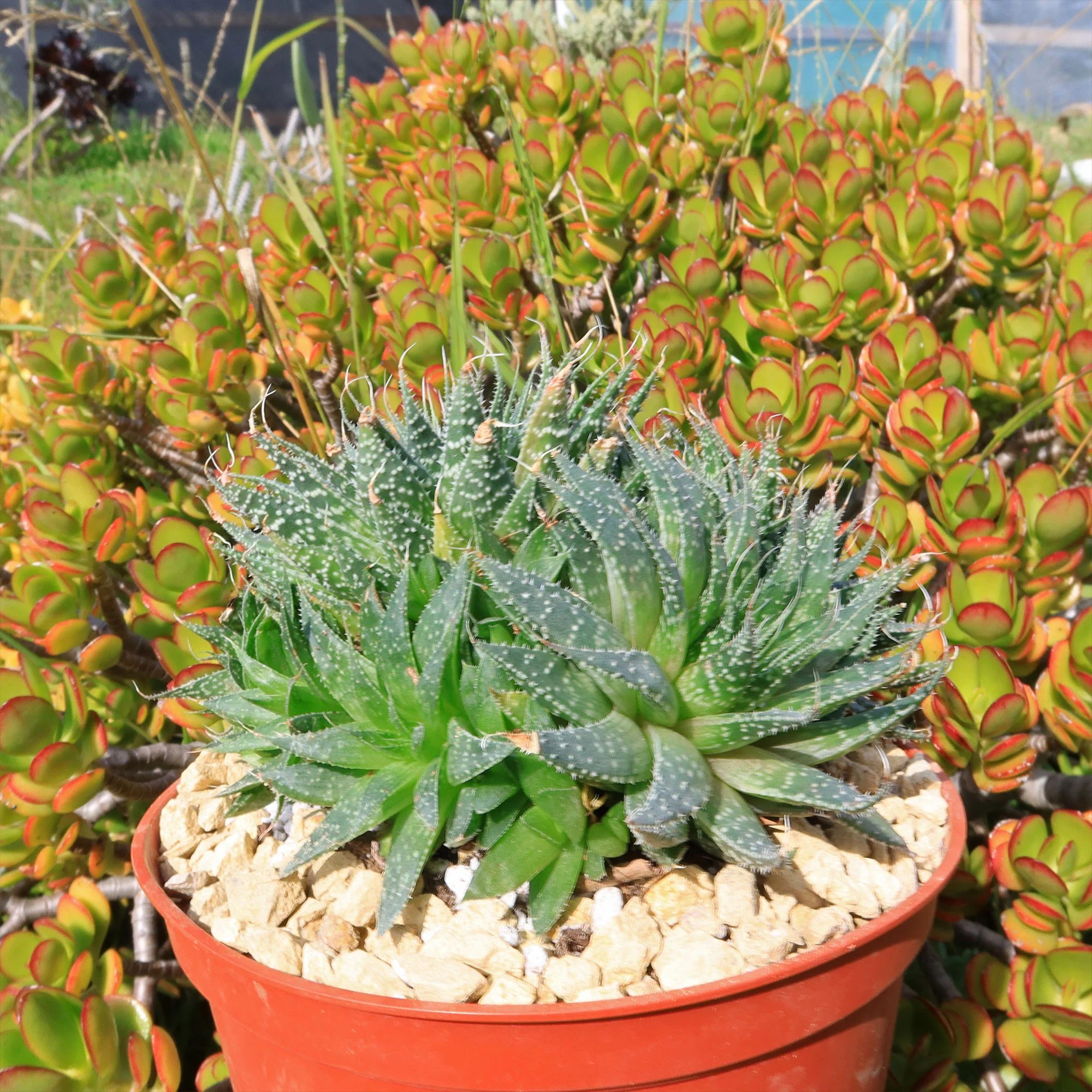 'Lace Aloe - Aloe aristata'