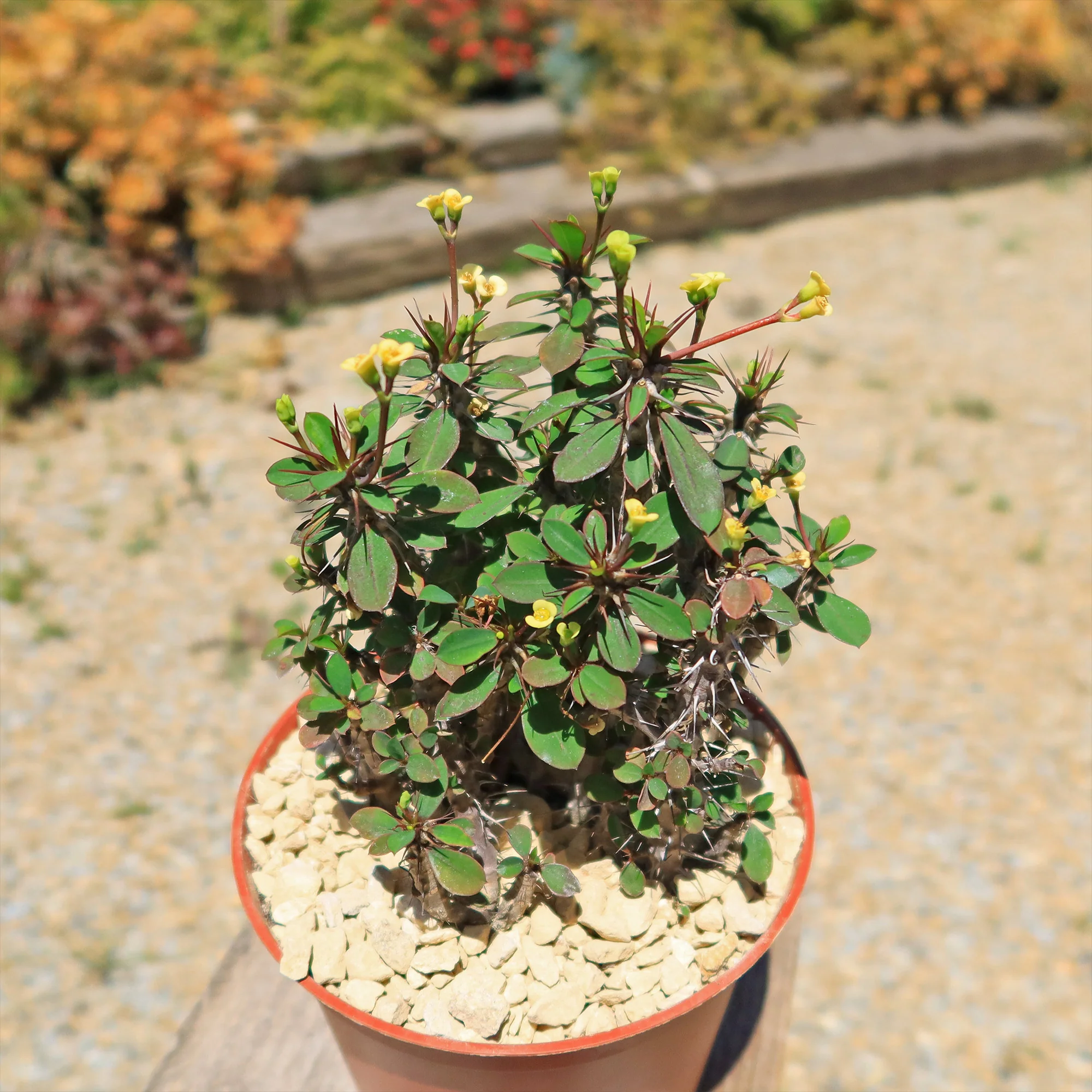 Euphorbia milii Yellow �C Crown of Thorns