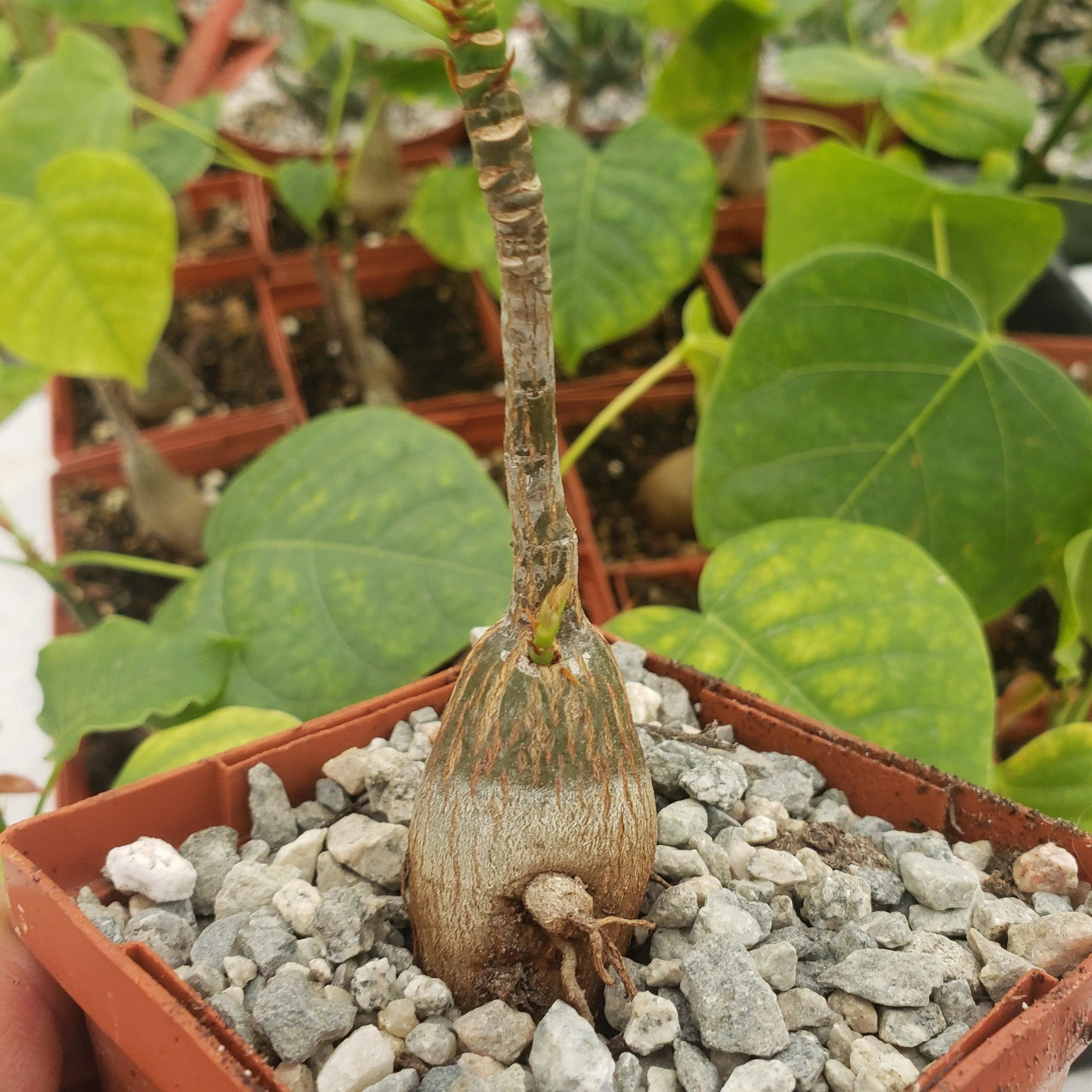 Shaving Brush Tree - Pseudobombax ellipticum