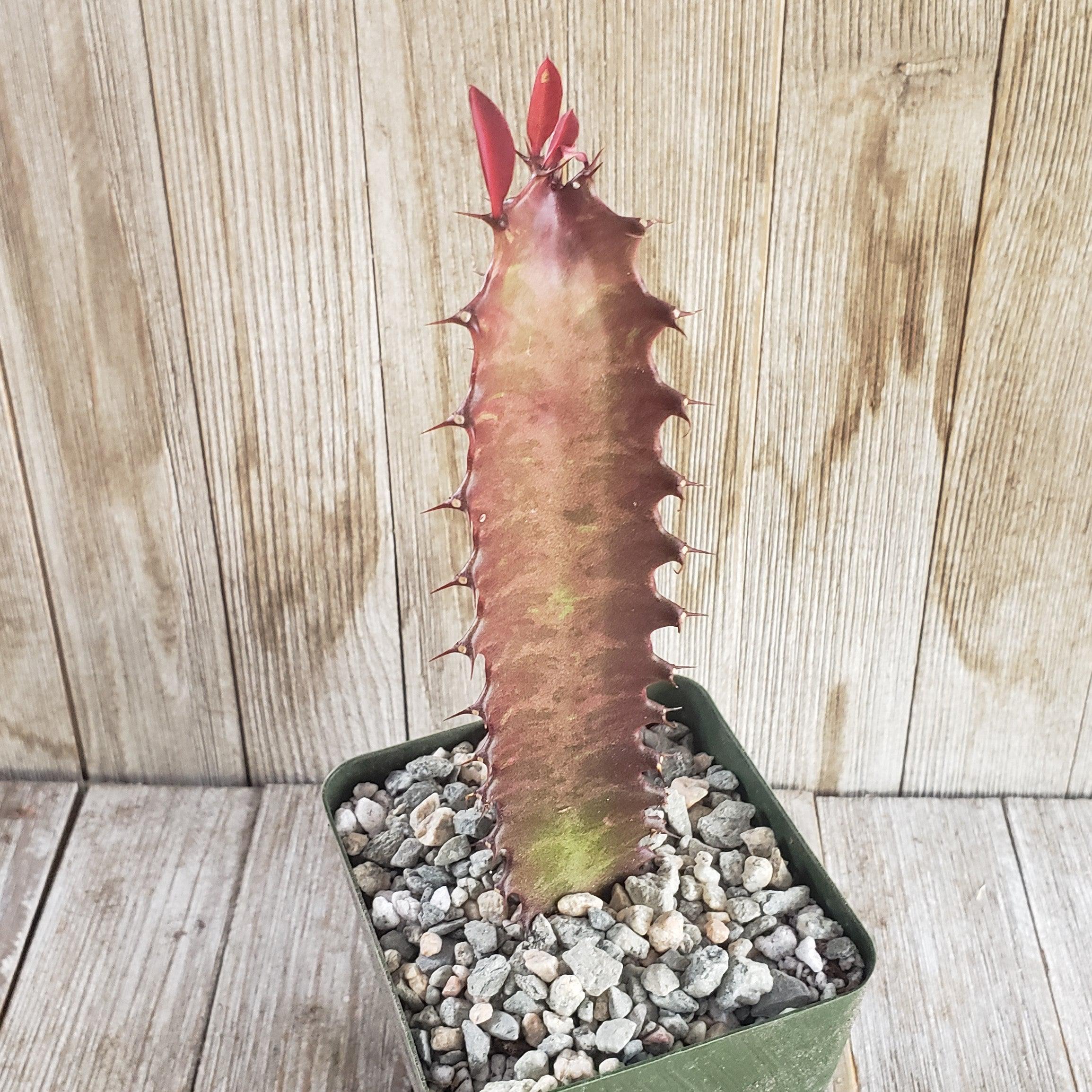 African Milk Tree - Euphorbia trigona 'Rubra'
