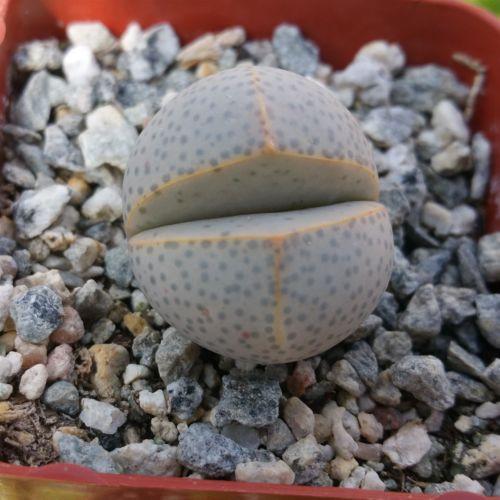 Dinteranthus wilmottianus