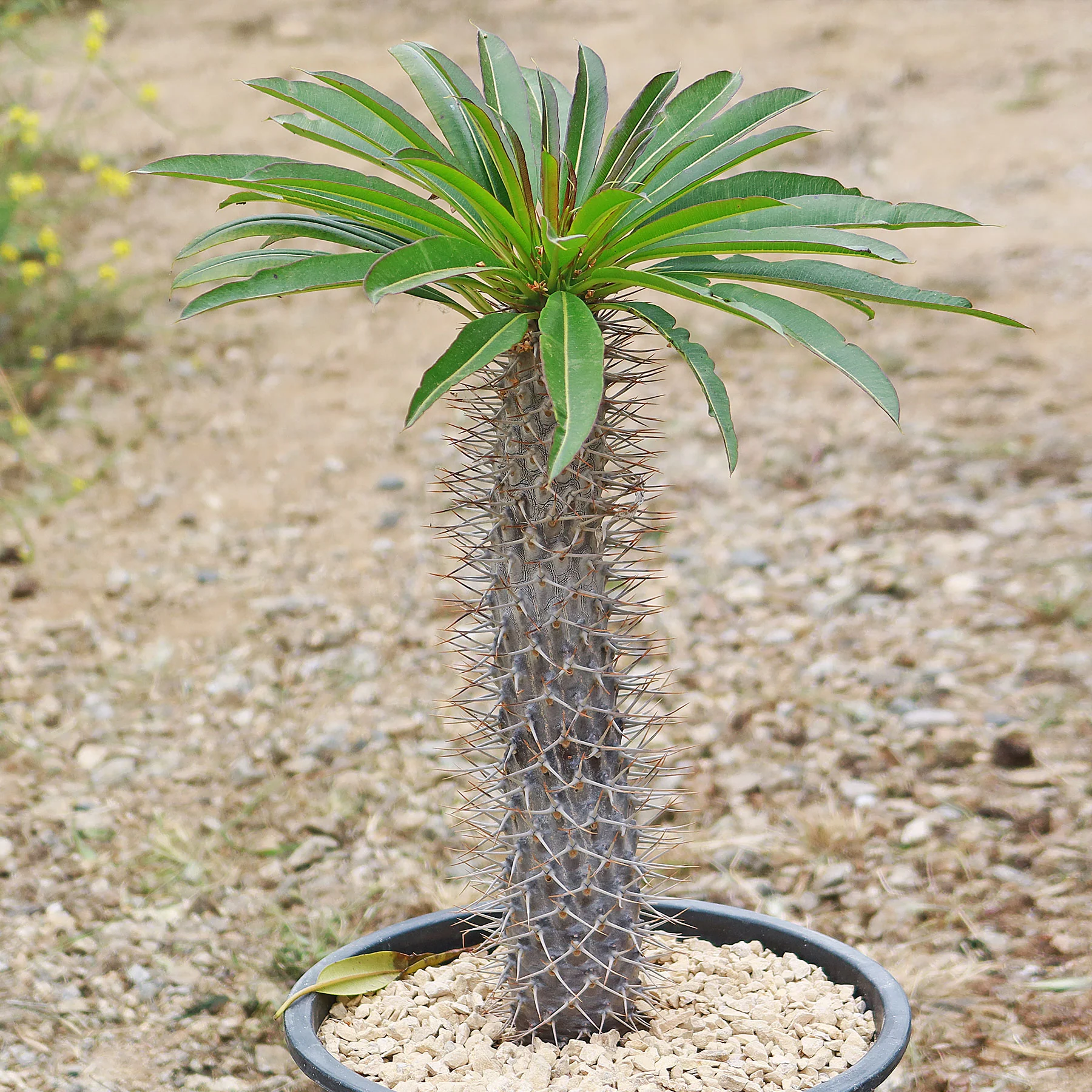 Madagascar Palm Plant - Pachypodium lamerei