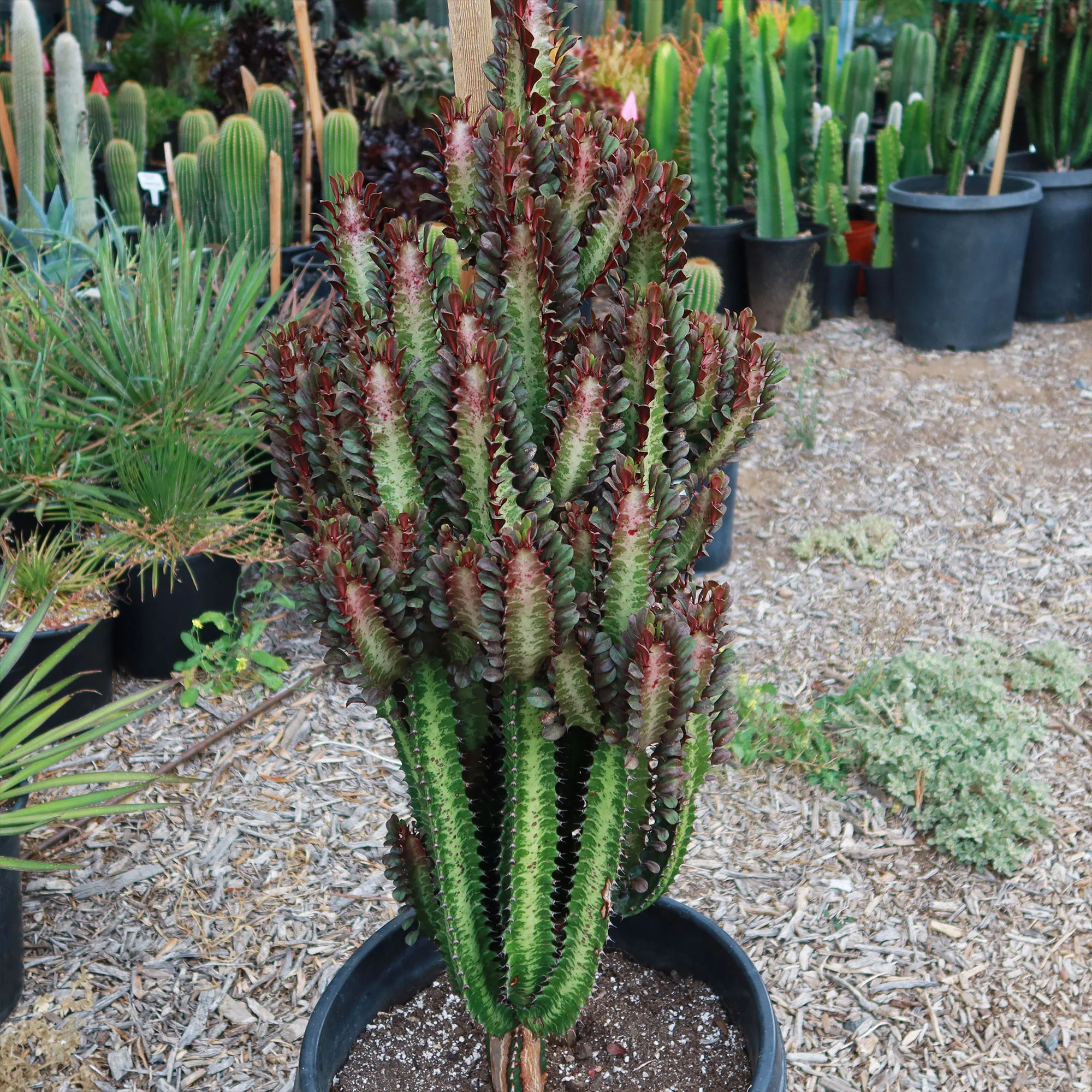 African Milk Tree - Euphorbia trigona 'Rubra'