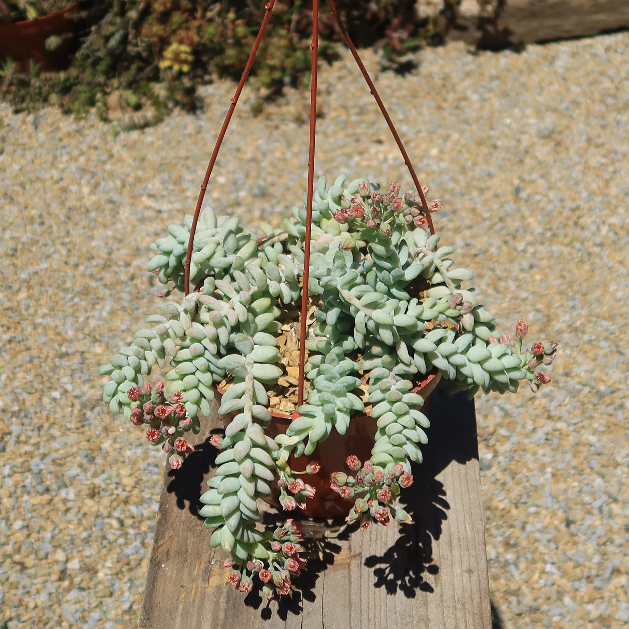 Burro��s Tail Succulent - Sedum morganianum ��Burrito��