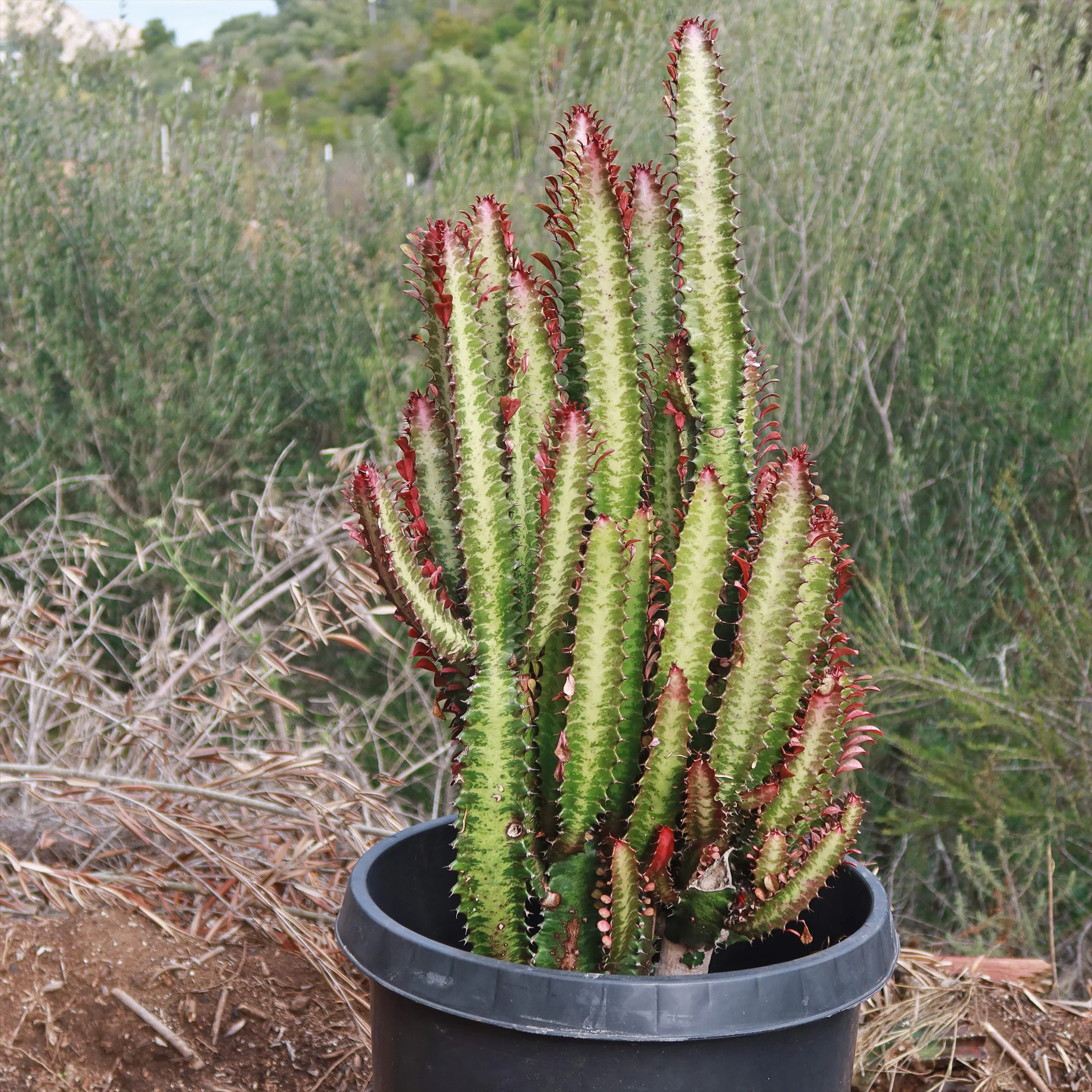 African Milk Tree - Euphorbia trigona 'Rubra'