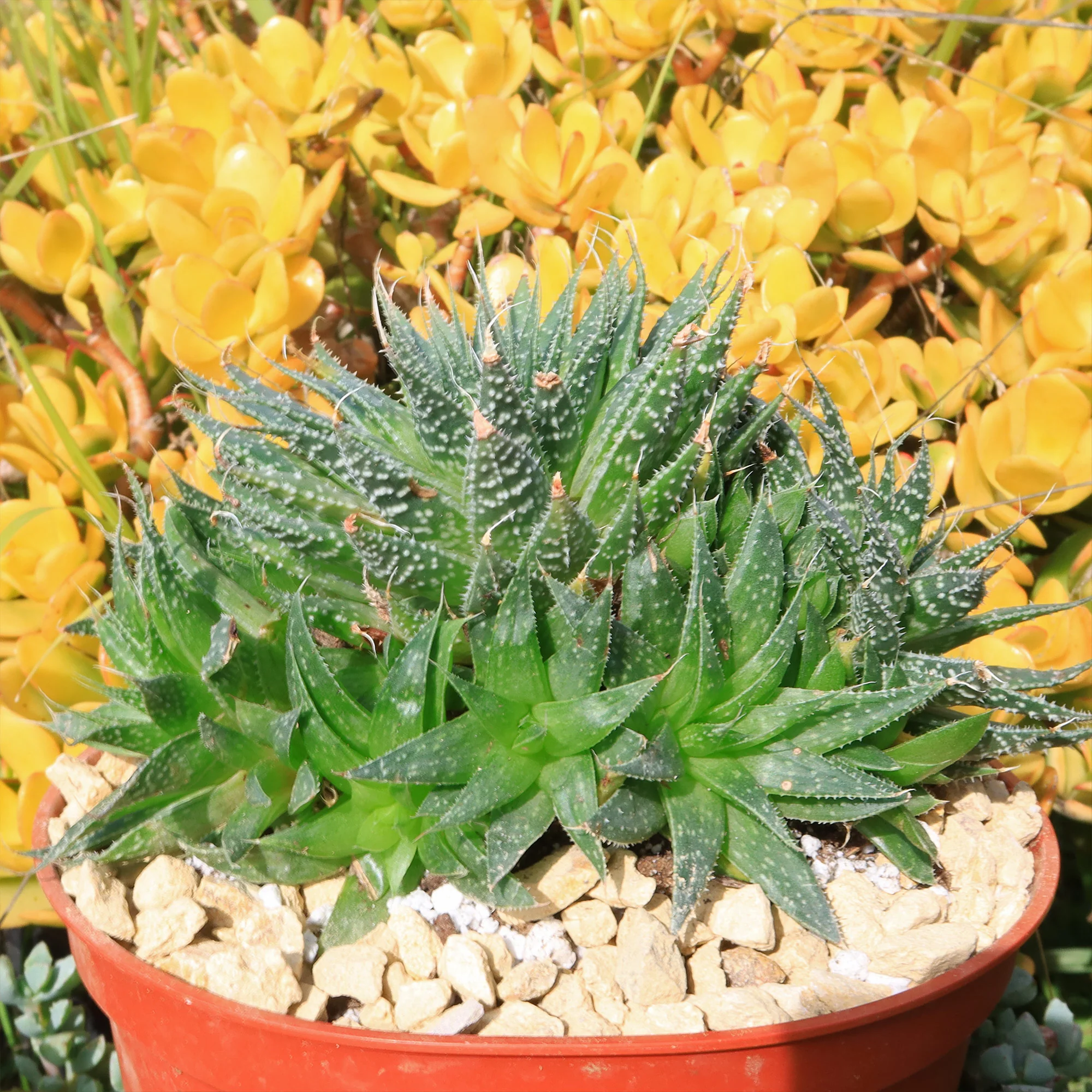 'Lace Aloe - Aloe aristata'