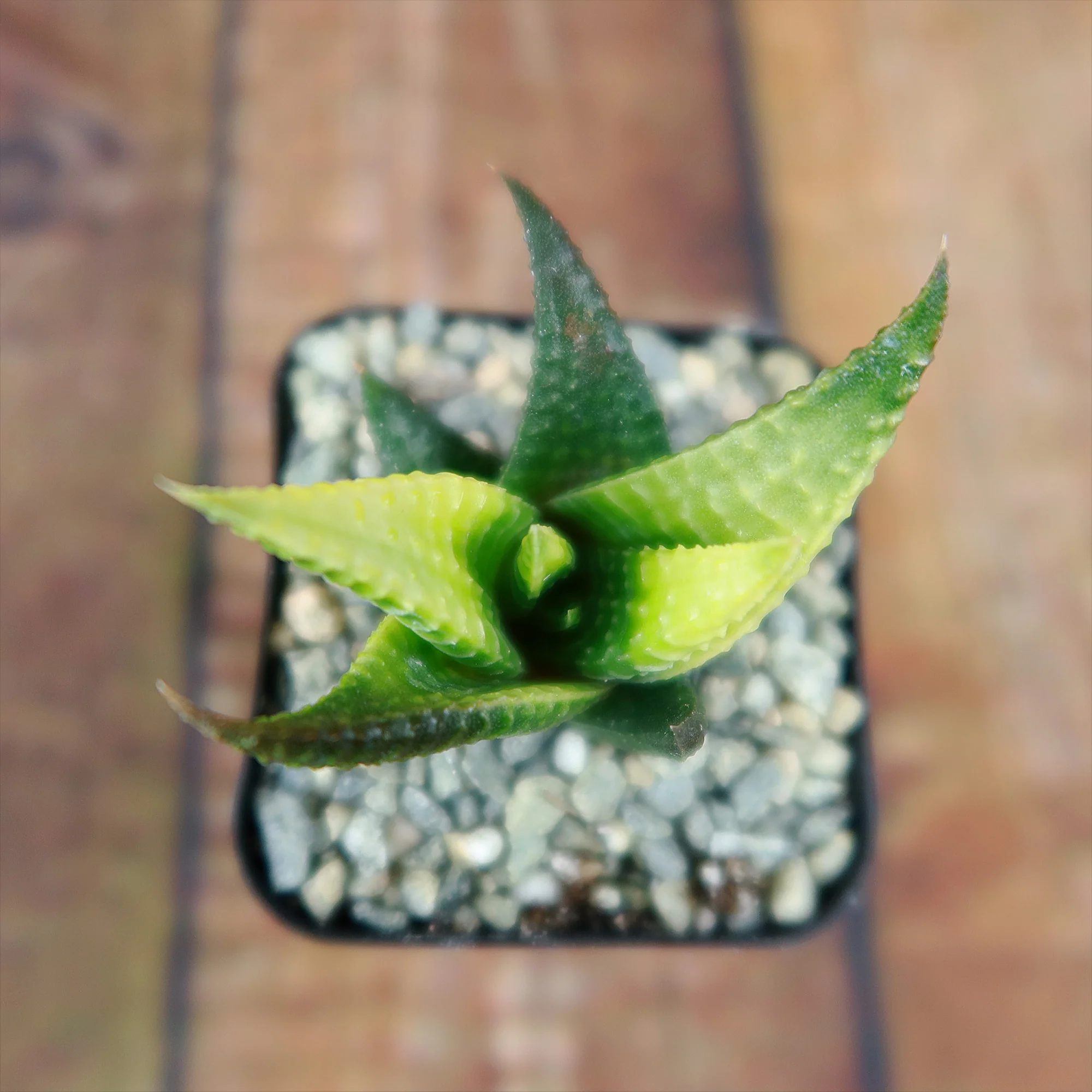 Haworthia limifolia variegata